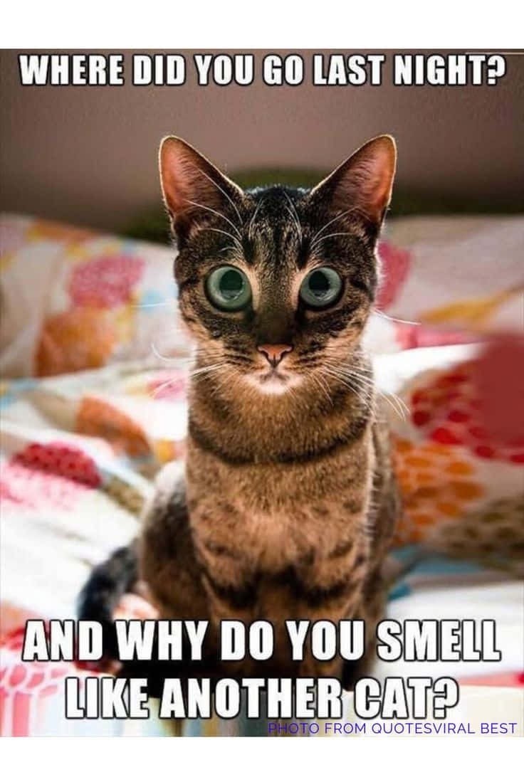 Funny Meme Profile 桌布 壁紙 — 一隻虎斑貓睜著綠色大眼睛，從色彩繽紛的床罩上以指責的目光凝視，文字問牠昨晚去了哪裡，為什麼聞起來像另一隻貓。
