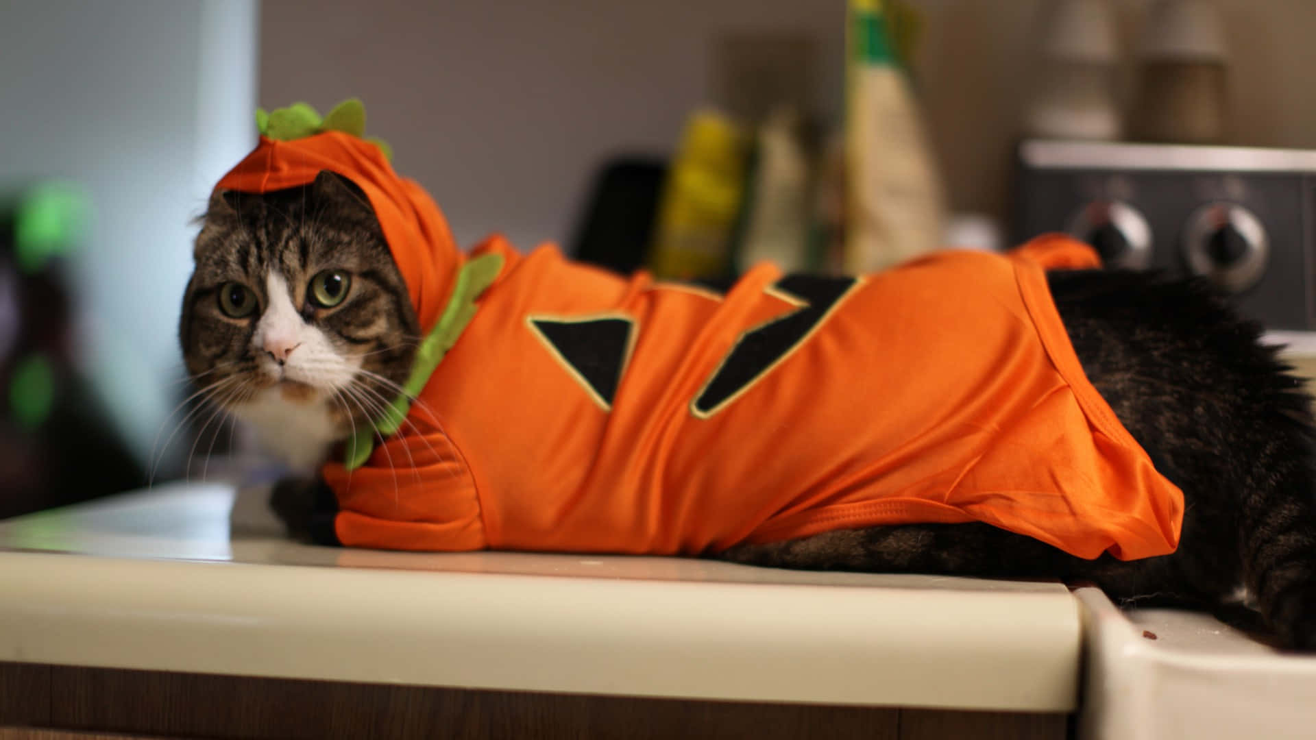 Halloween Pet Costumes 桌布 壁紙 — 一隻虎斑貓穿著橙色南瓜服裝，帶著無聊的表情躺在廚房檯面上。