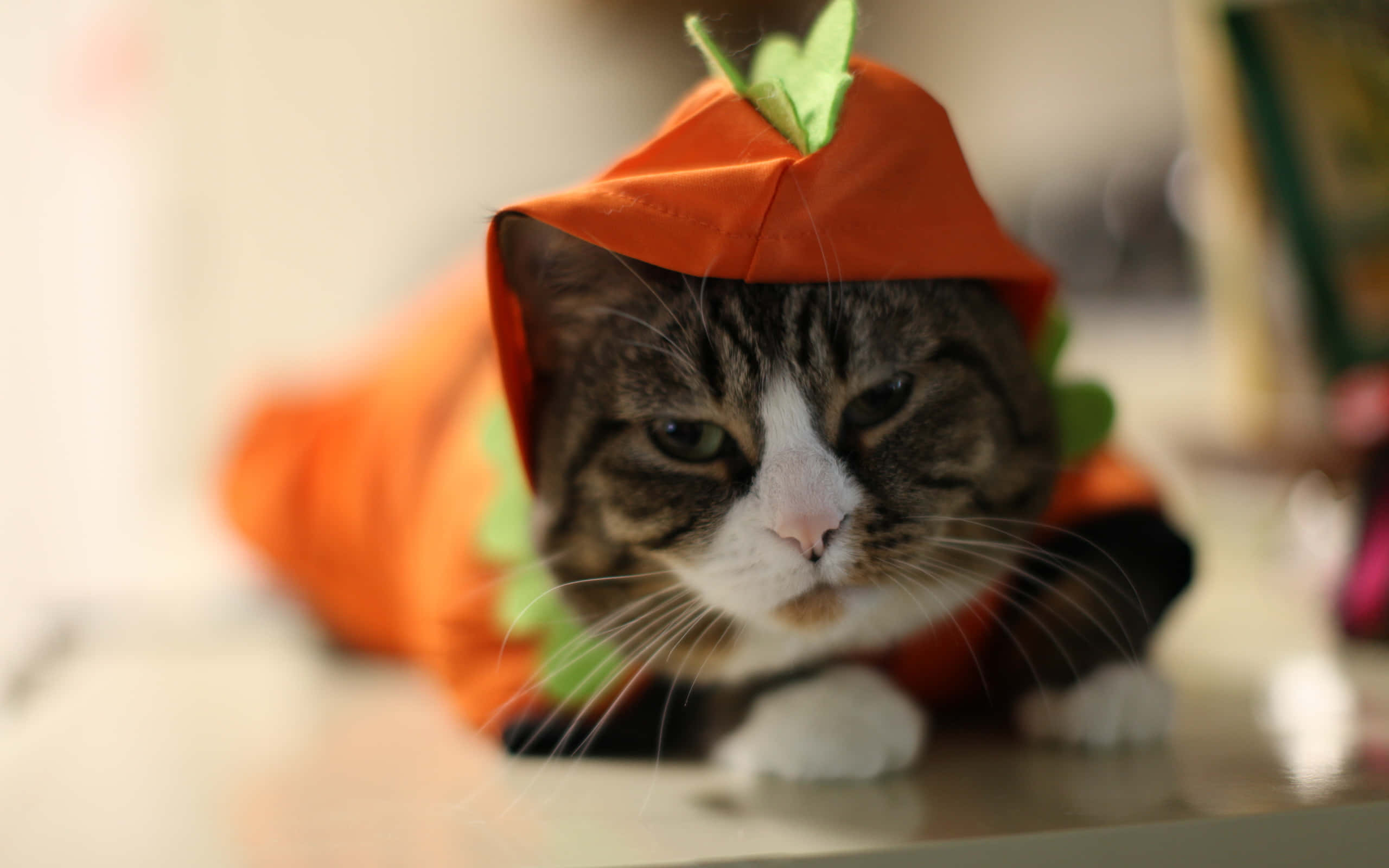 Halloween Cat 桌布 壁紙 — 一隻虎斑貓穿著橙色胡蘿蔔服裝，躺在一個背景柔和模糊的表面上。