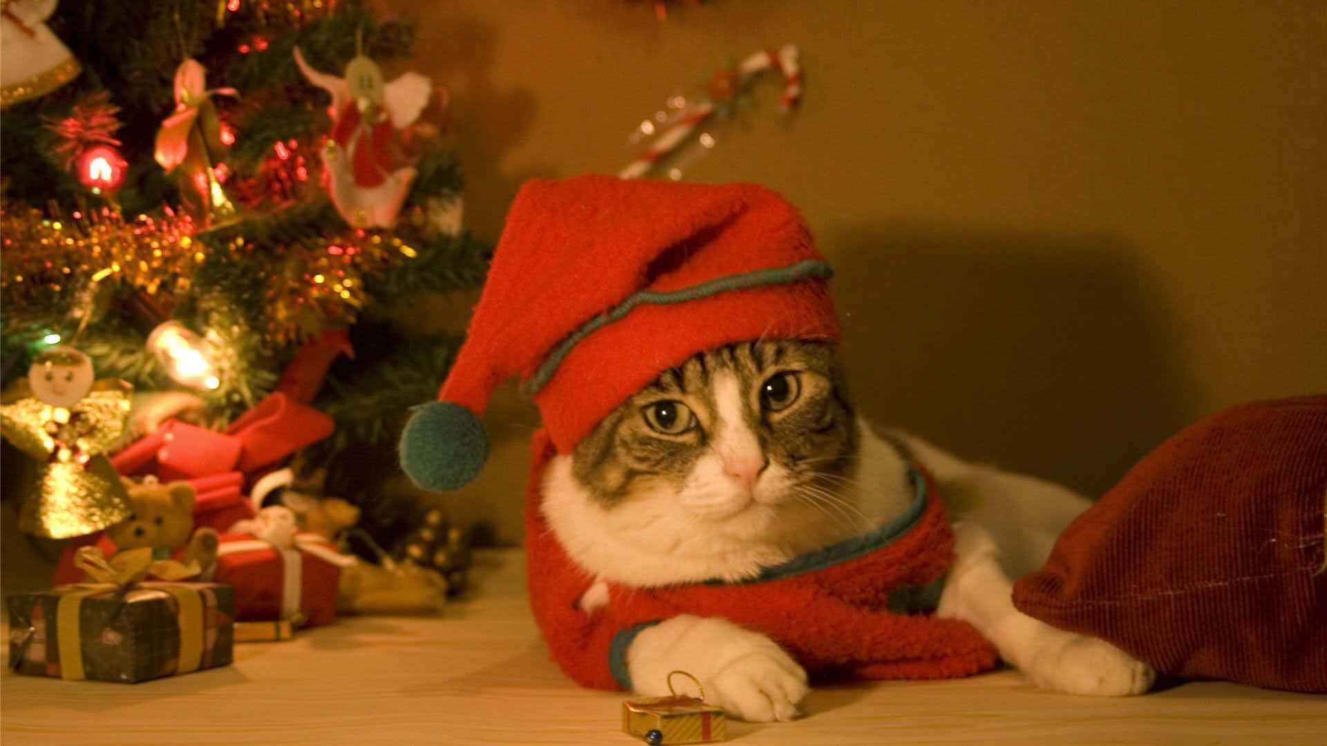 Christmas Cat 桌布 壁紙 — 一隻虎斑貓穿著紅色聖誕老人服裝，躺在裝飾著閃爍燈光和禮物的聖誕樹旁。