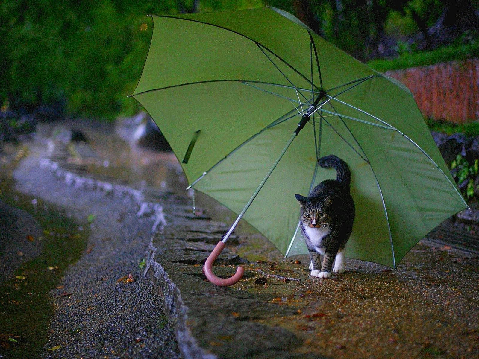 Umbrella 桌布 壁紙 — 一隻虎斑貓站在綠色雨傘下，位於潮濕的石徑上，旁邊是充滿雨水的溝渠，背景有茂密的綠植。