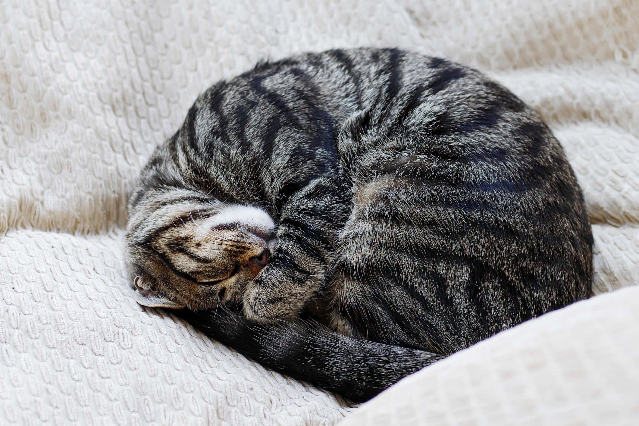 sleeping cat 桌布 壁紙 — 一隻虎斑貓蜷縮成一個緊密的球，在柔軟有質感的奶油色毯子上睡著了。