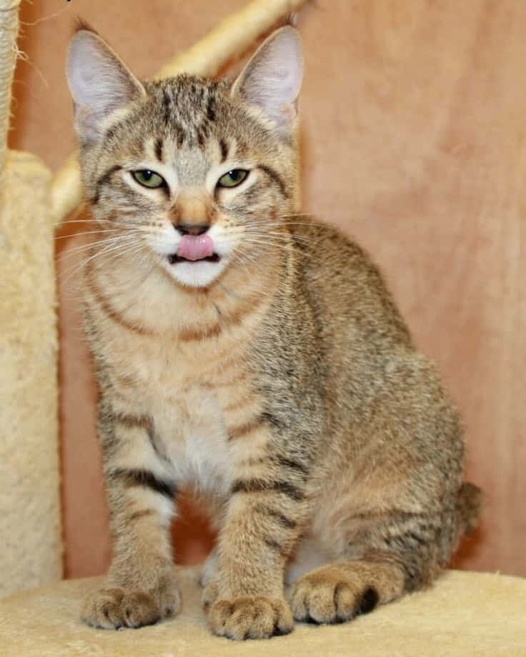 Pixie-bob Cat 桌布 壁紙 — 一隻虎斑貓警覺地坐在貓樹上，專注地舔著鼻子。