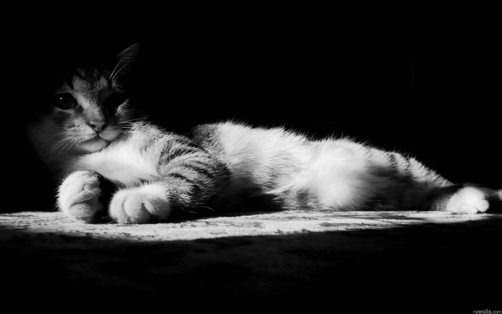 Cute Cat 桌布 壁紙 — 一隻虎斑貓躺在戲劇性的黑白光線中，爪子收攏，從陰影的黑暗中平靜地凝視。