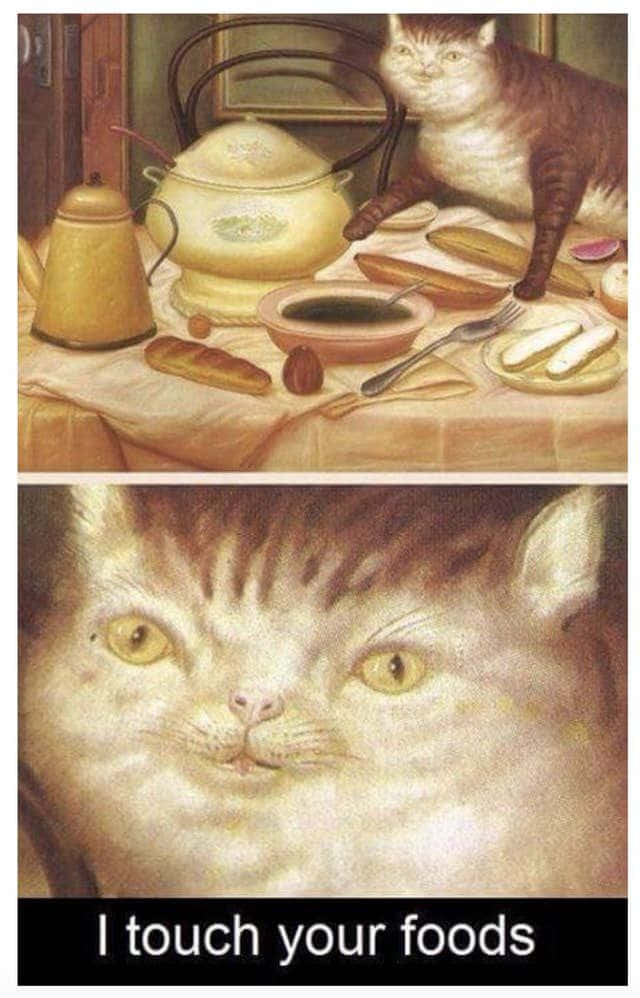 Pet Memes 桌布 壁紙 — 一隻虎斑貓躺在有麵包和茶的早餐桌上，特寫鏡頭顯示其強烈的黃色眼睛直視觀眾。