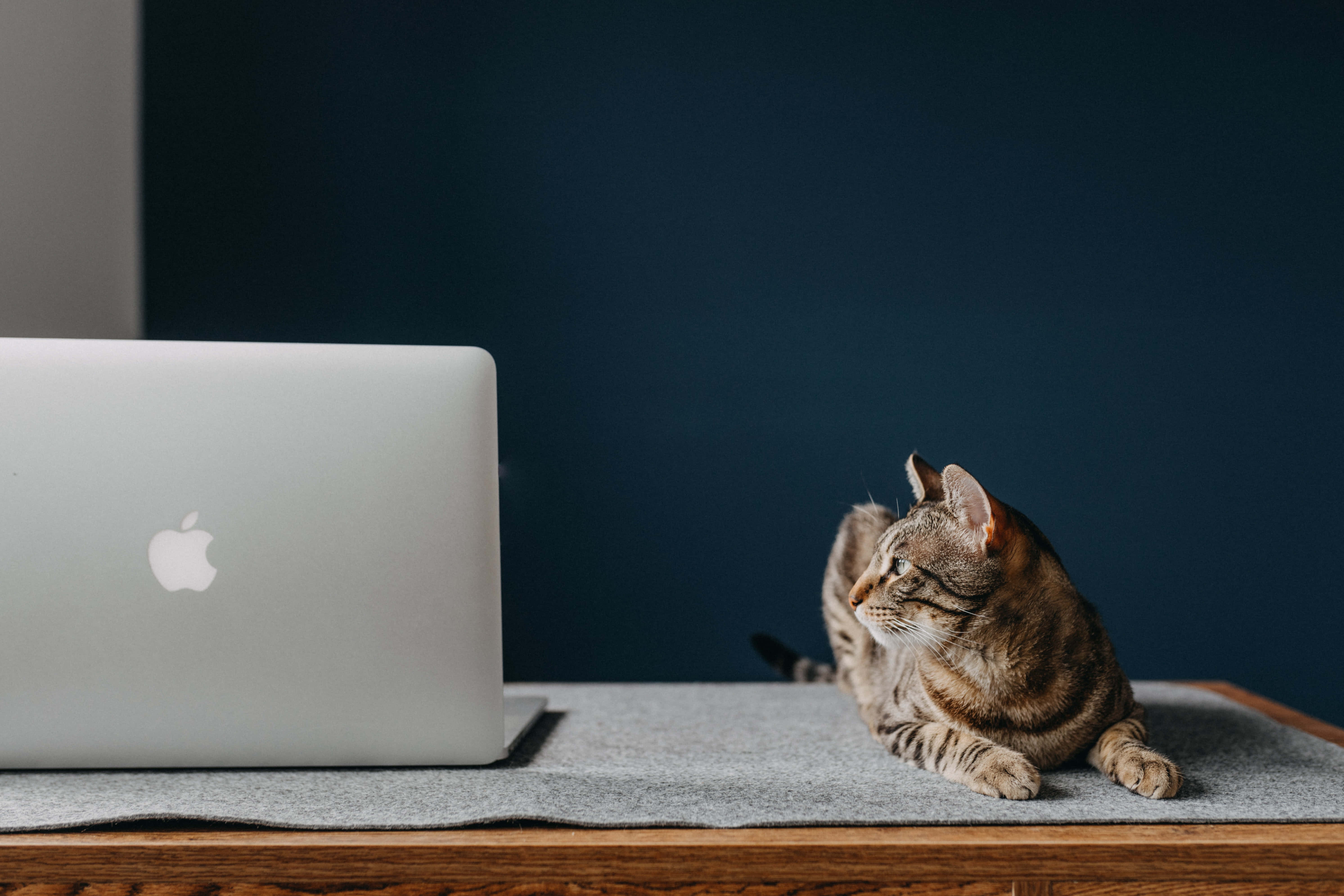 美學 MacBook 壁紙 桌布 壁紙 — 一隻虎斑貓躺在灰色墊子上，旁邊放著銀色筆記型電腦，背景是深藍色牆壁。