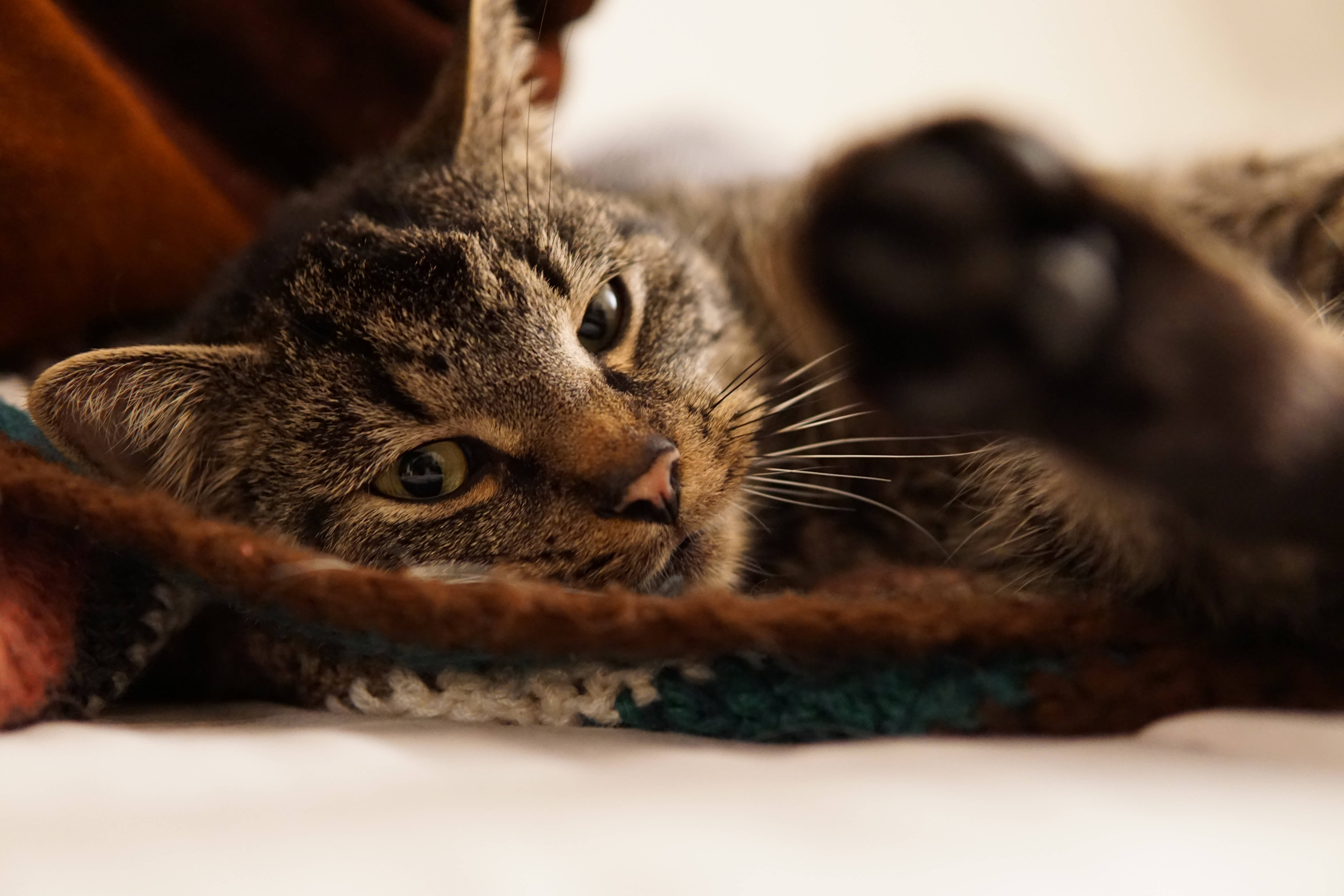 Cute Cat Love 桌布 壁紙 — 一隻虎斑貓躺在針織毯上，舉起一隻爪子，好奇地凝視著相機。