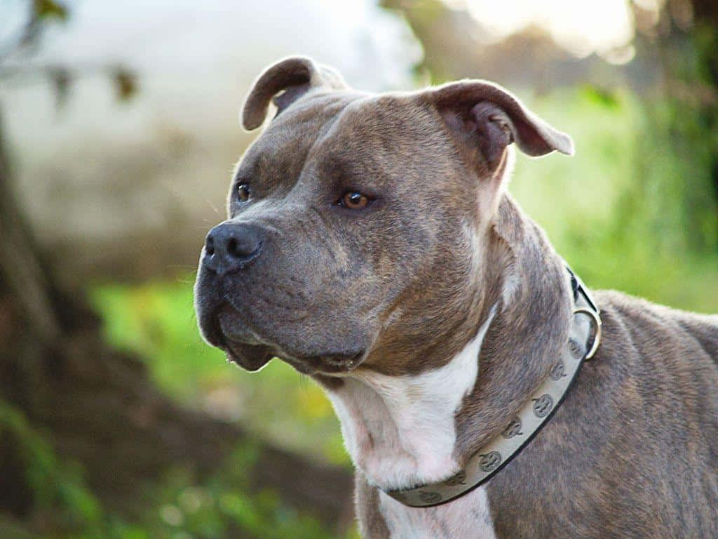 動物 桌布 壁紙 — 一隻虎斑鬥牛犬，白色胸口，戴著皮項圈，在陽光普照的戶外環境中若有所思地凝視的特寫。