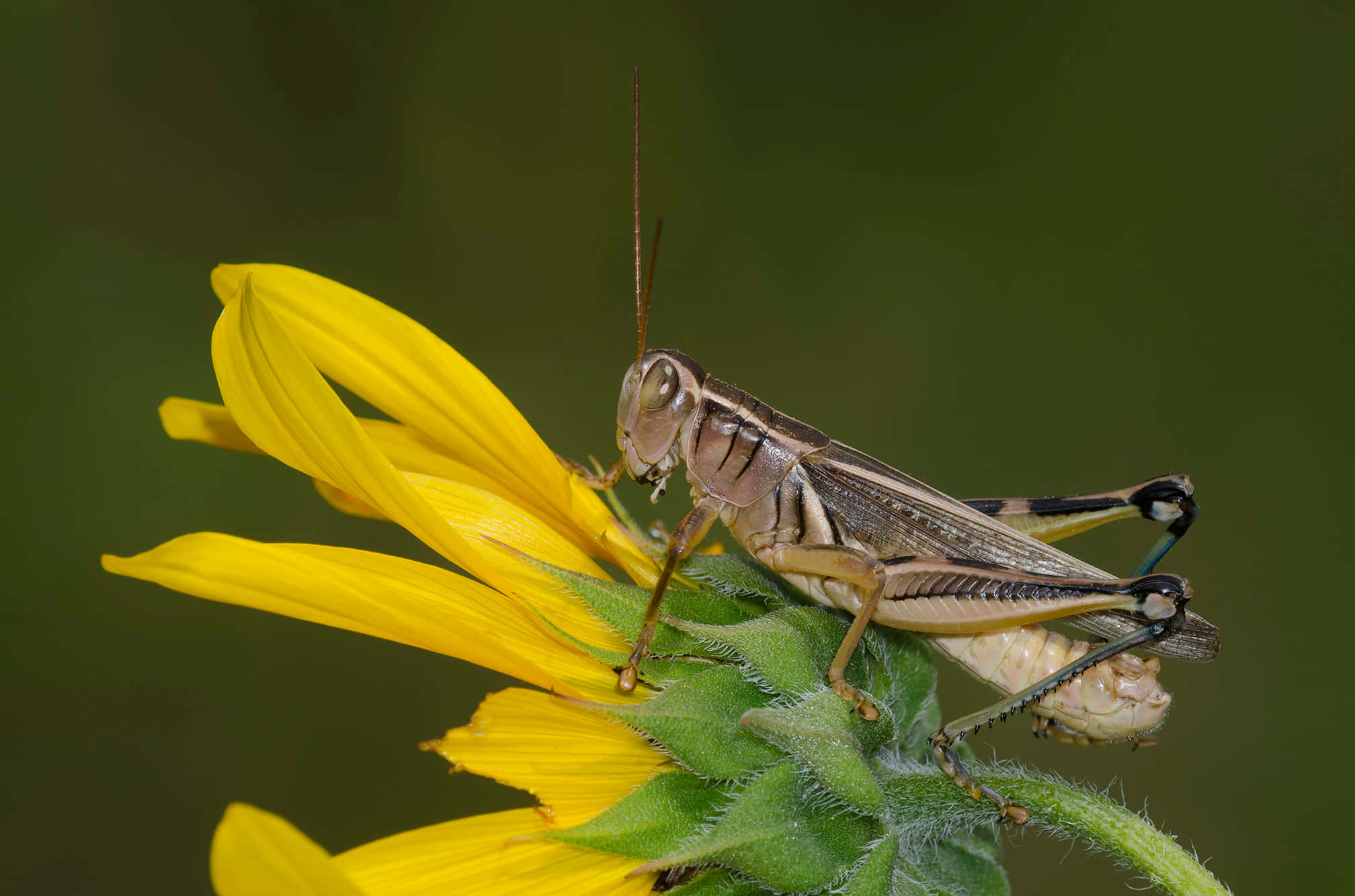 Grasshopper 桌布 壁紙 — 一隻蚱蜢棲息在鮮黃色花朵上的詳細特寫，背景為柔和的綠色。
