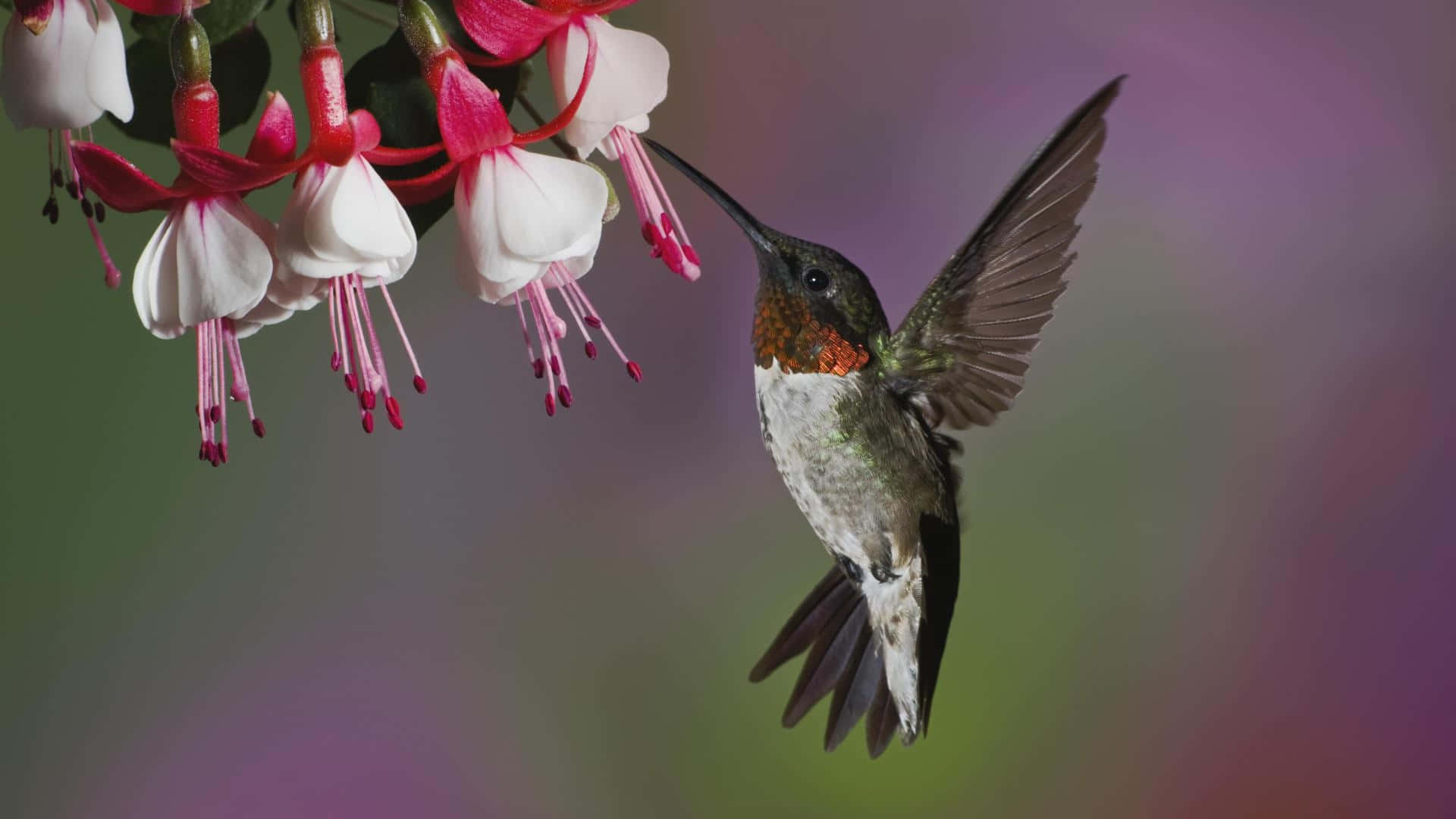 蜂鳥 桌布 壁紙 — 一隻蜂鳥在半空中盤旋，在柔和的模糊背景下，優雅地從鮮豔的粉紅色和白色倒掛金鐘花中吸取花蜜。