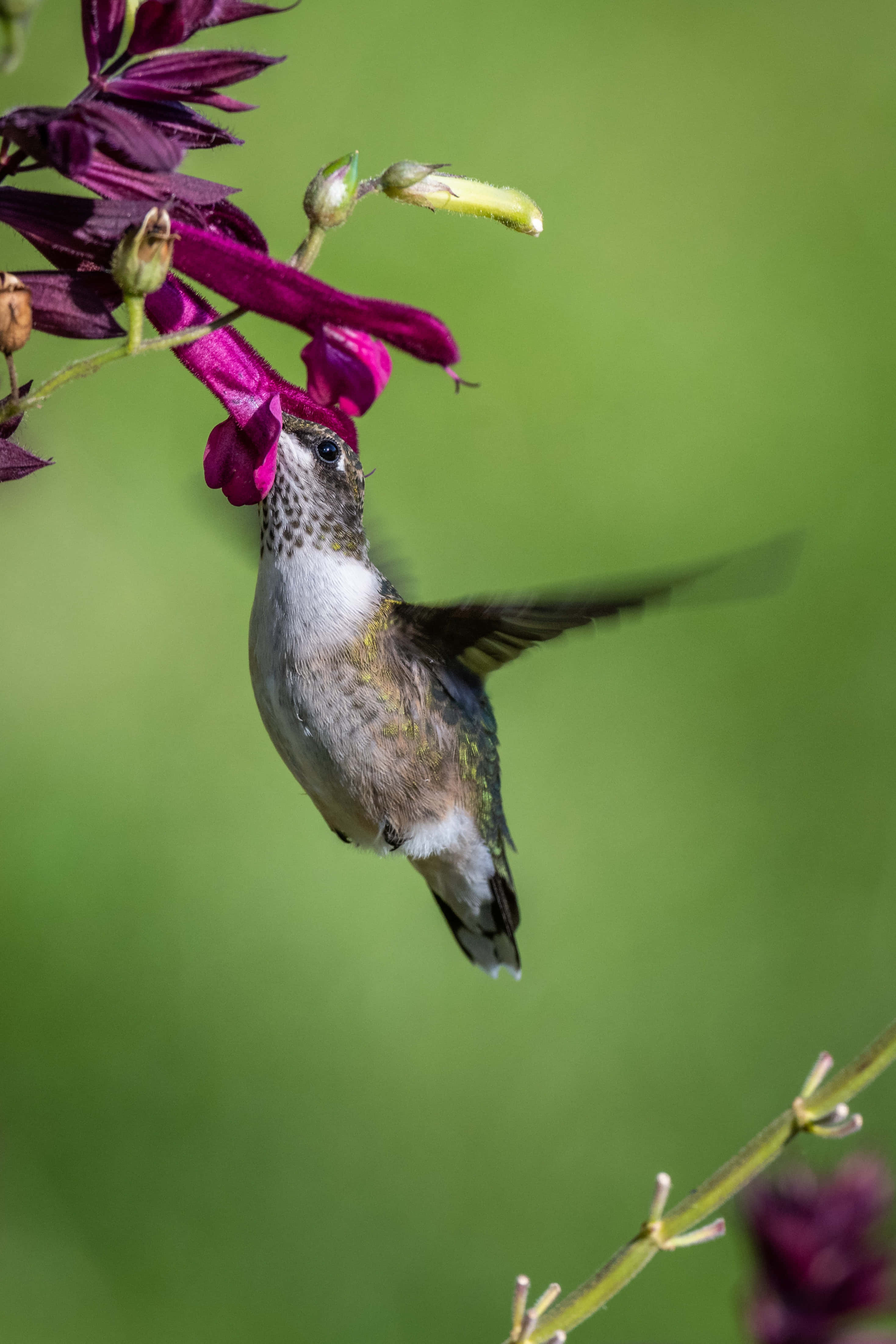 Female Hummingbird 桌布 壁紙 — 一隻蜂鳥在半空中盤旋，在柔和的綠色背景下從一朵充滿活力的洋紅色花朵中覓食。