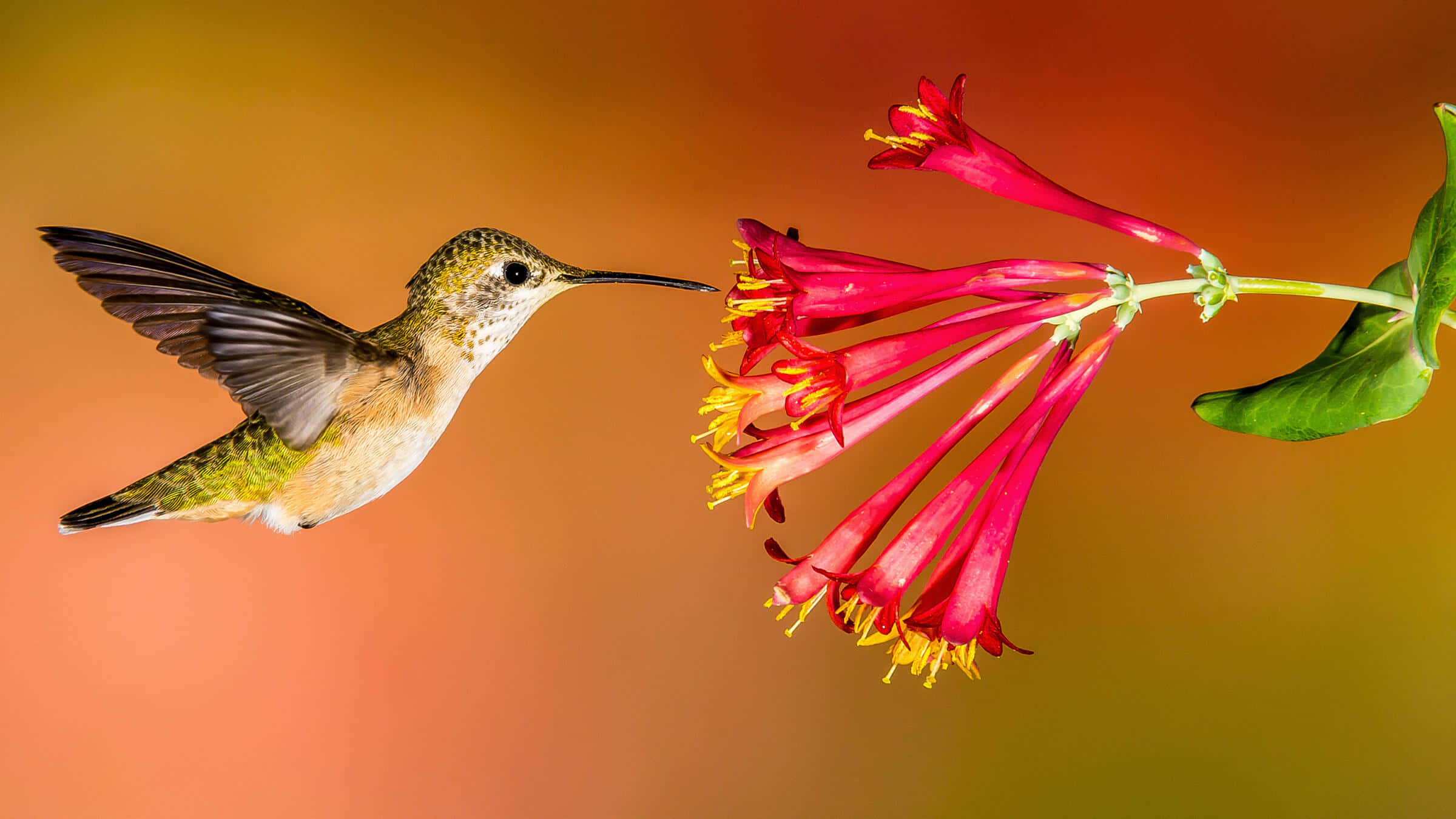 Female Hummingbird 桌布 壁紙 — 一隻蜂鳥在半空中盤旋，它的喙插入一簇亮粉紅色喇叭形花朵中，背景是溫暖的漸變色。