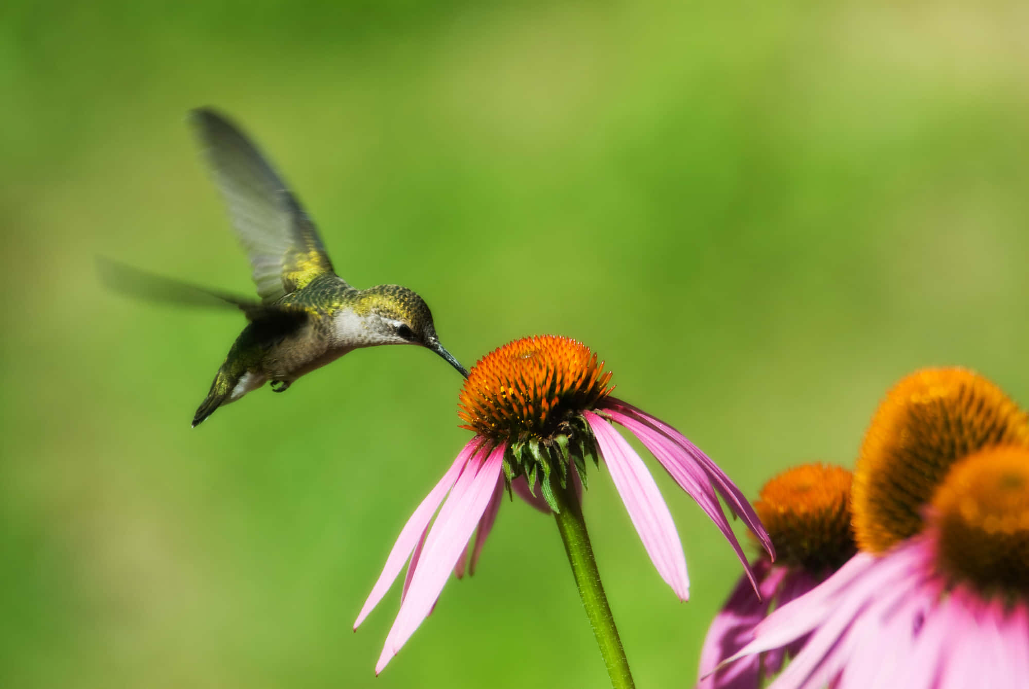 Female Hummingbird 桌布 壁紙 — 一隻蜂鳥在半空中盤旋，從一朵粉紅色的紫錐花中覓食，背景是柔和的綠色模糊。