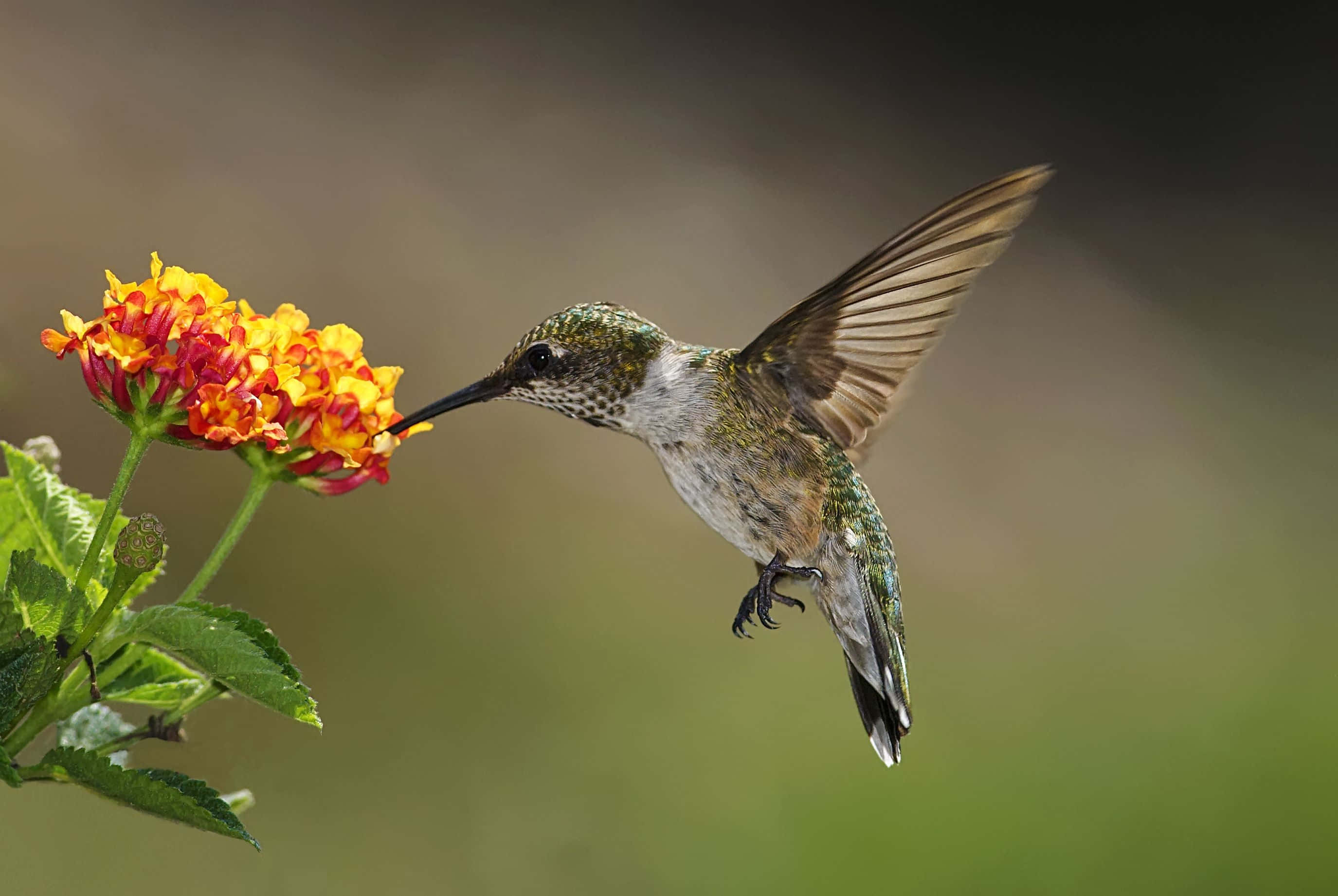 Female Hummingbird 桌布 壁紙 — 一隻蜂鳥在半空中盤旋，從一朵鮮豔的橙色和黃色花朵中吸取花蜜，背景是柔和的模糊綠色。