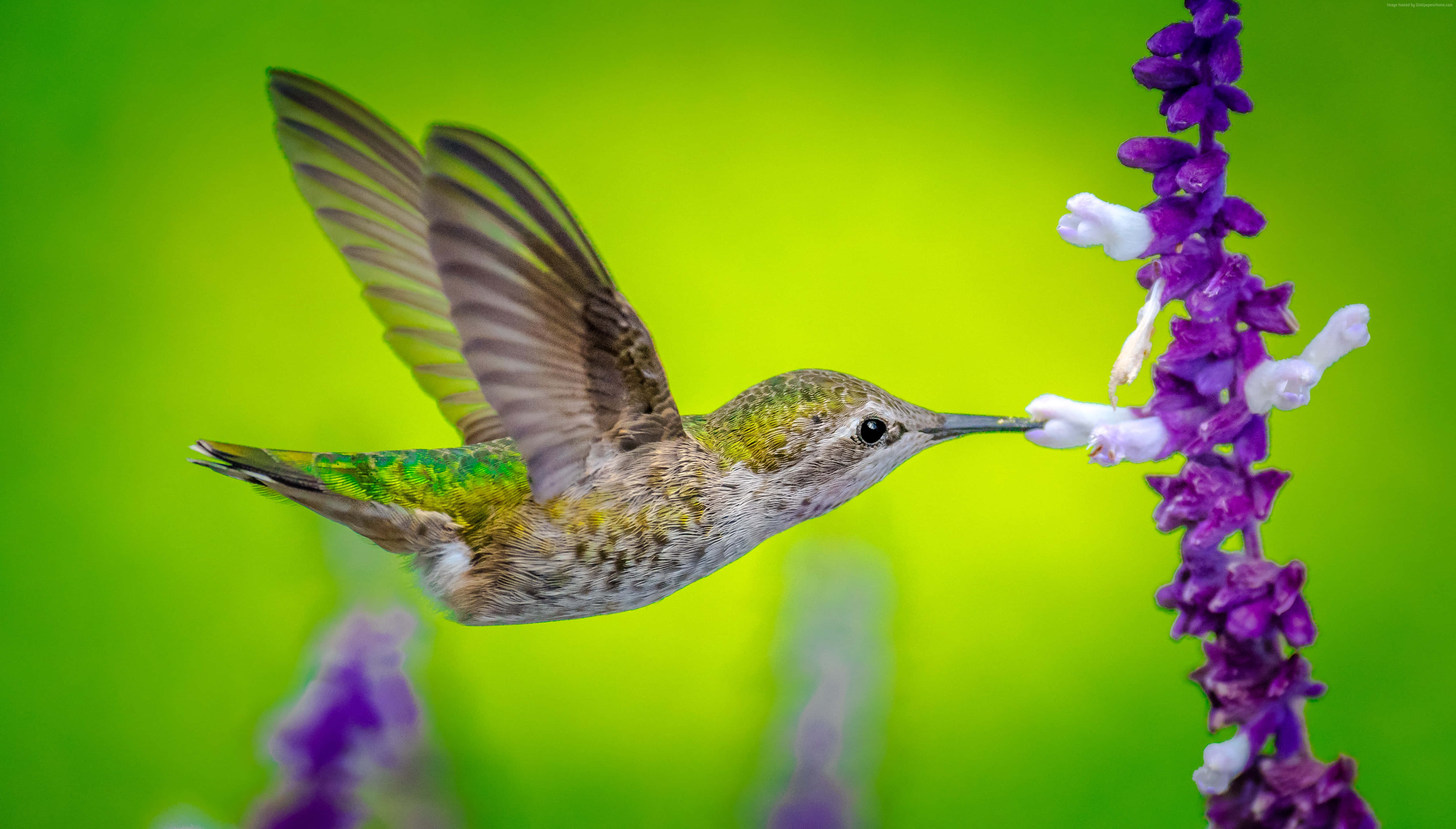 Hummingbird Nest 桌布 壁紙 — 一隻蜂鳥在半空中盤旋，從一朵鮮豔的紫色花朵中吸取花蜜，背景是明亮的綠色模糊背景。