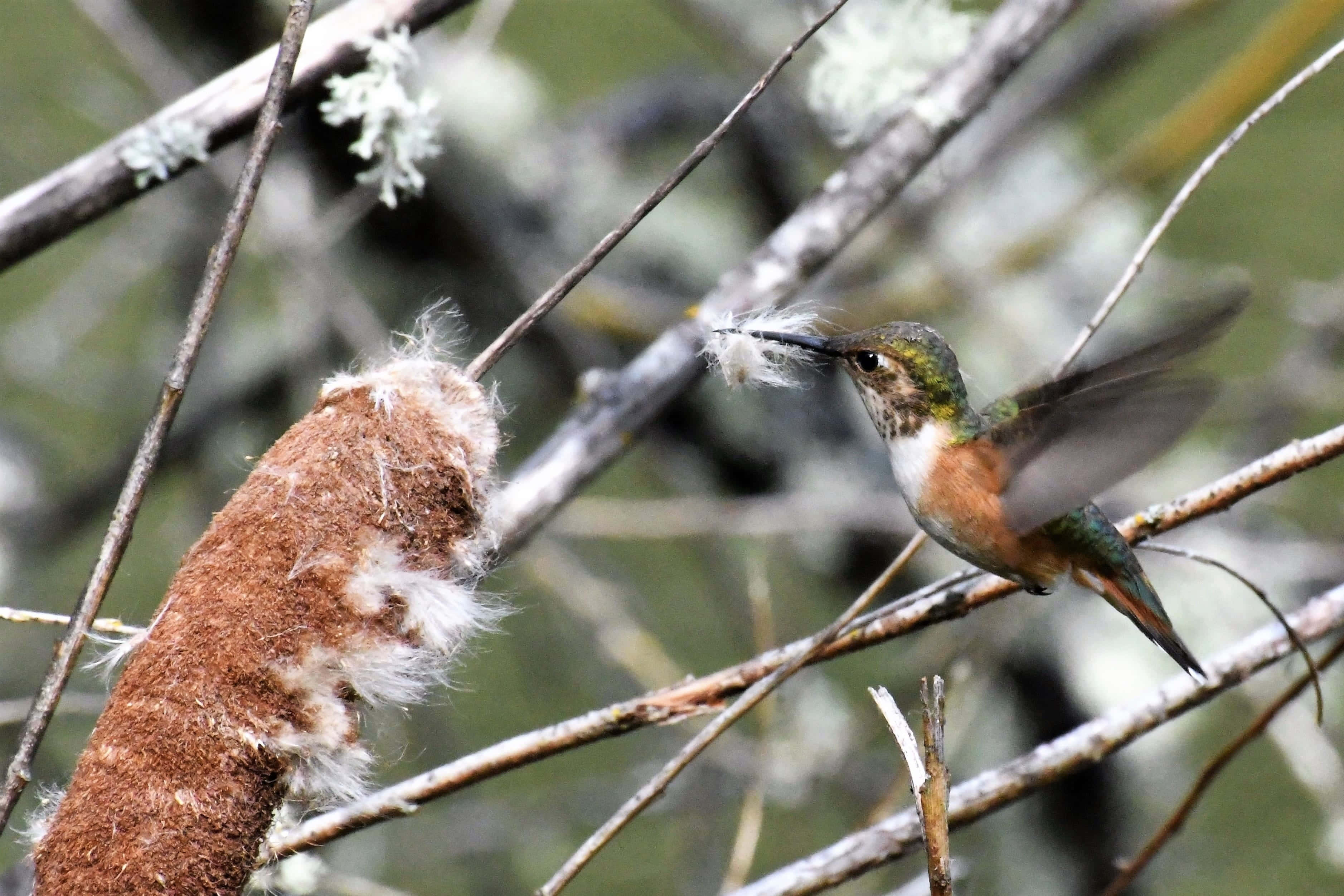 Hummingbird Nest 桌布 壁紙 — 一隻蜂鳥在半空中盤旋，從棕色的香蒲上摘取柔軟的絨毛，場景中樹枝纏繞。