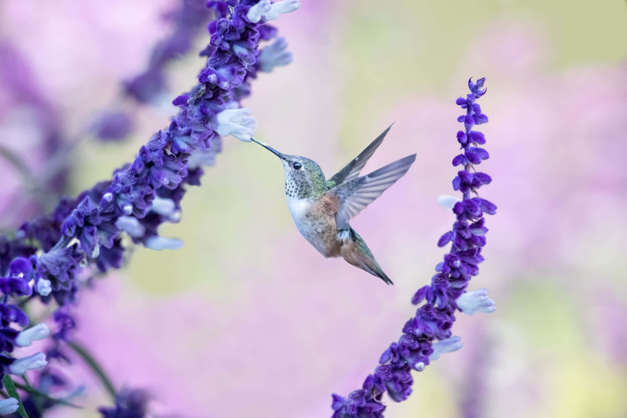 Female Hummingbird 桌布 壁紙 — 一隻蜂鳥在半空中盤旋，從鮮豔的紫色花穗中吸取花蜜，背景是柔和的粉紅色和黃色模糊效果。