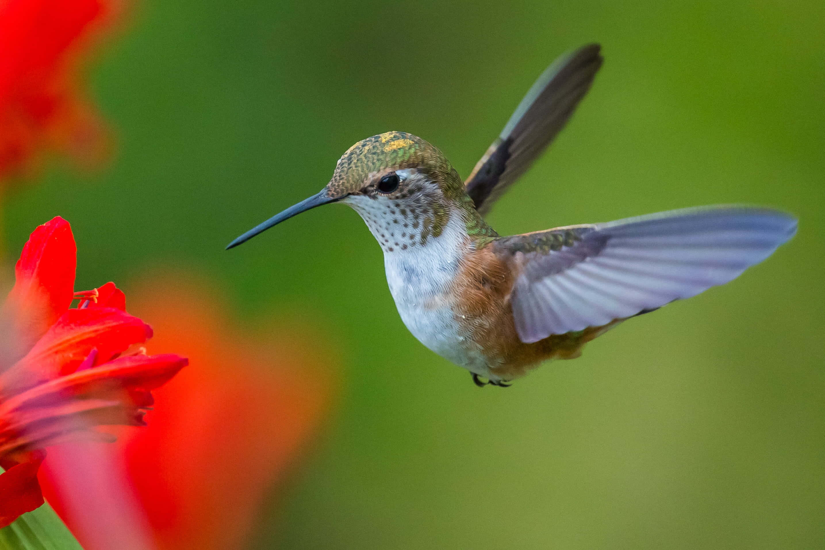 Female Hummingbird 桌布 壁紙 — 一隻蜂鳥在半空中盤旋，翅膀因動作而模糊，靠近一朵鮮紅色的花，背景是柔和的綠色。