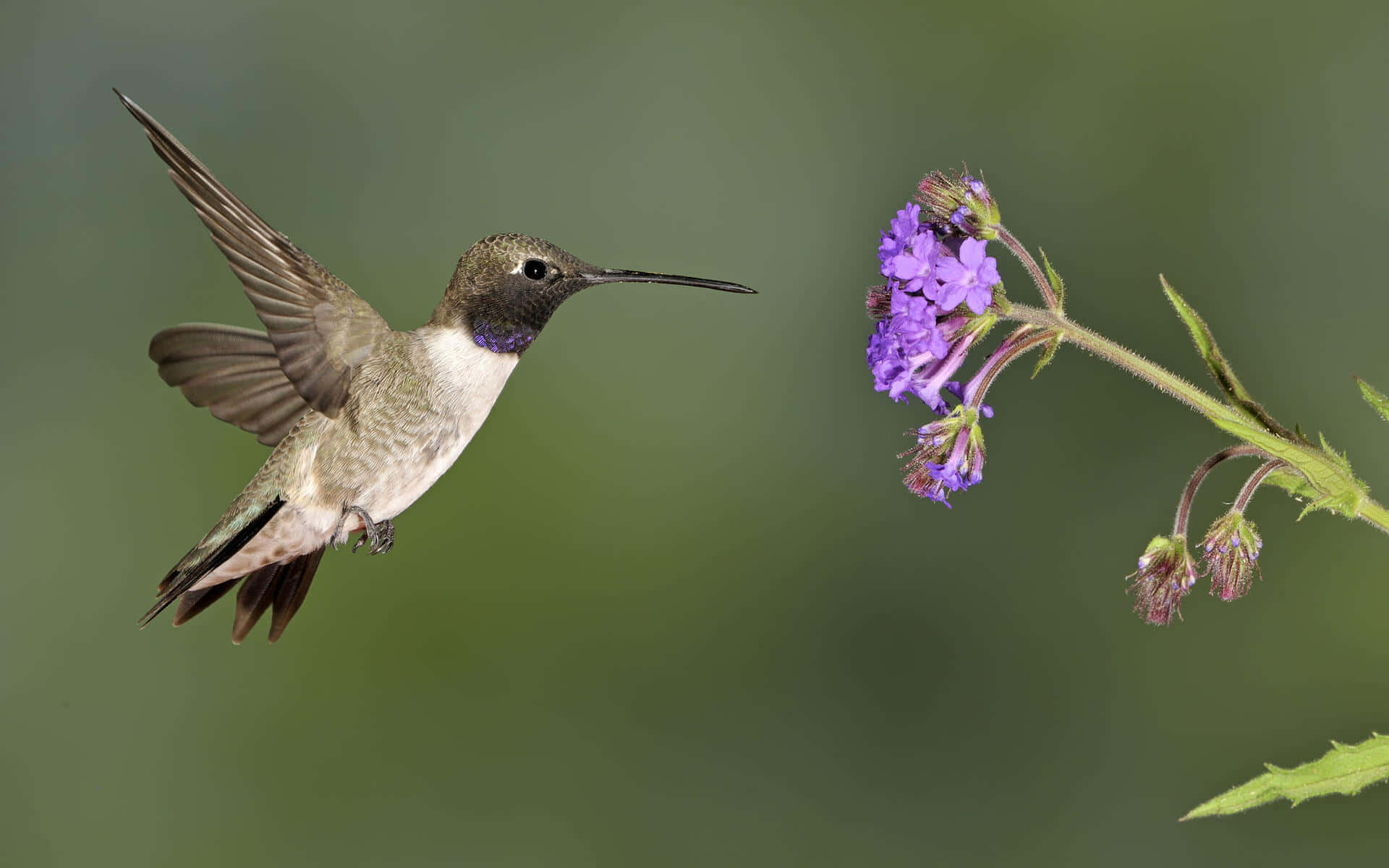 Female Hummingbird 桌布 壁紙 — 一隻蜂鳥在半空中盤旋，翅膀因運動而模糊，靠近一簇鮮豔的紫色花朵，背景是柔和的綠色。