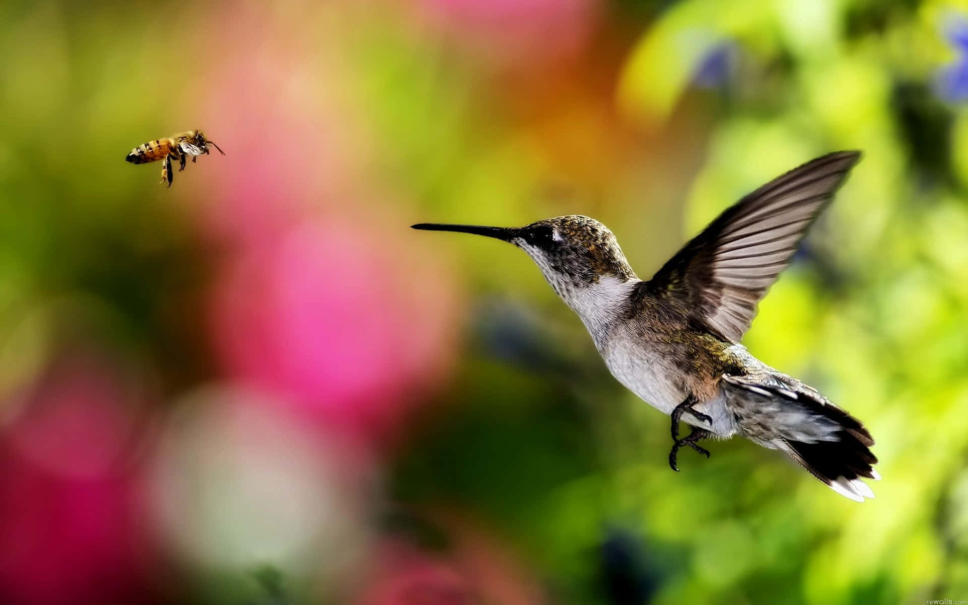 Female Hummingbird 桌布 壁紙 — 一隻蜂鳥在半空中盤旋，翅膀因運動而模糊，一隻蜜蜂在附近飛翔，背景是粉紅色和綠色花朵的柔和散景。