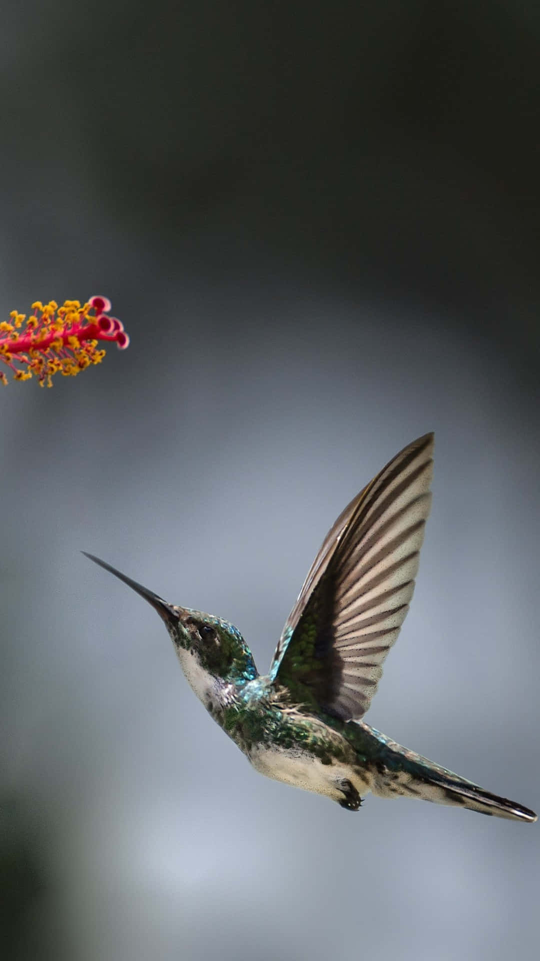Flying Bird 桌布 壁紙 — 一隻蜂鳥在半空中盤旋，翅膀因運動而模糊，正接近一朵鮮紅色的花，背景是柔和的灰色。