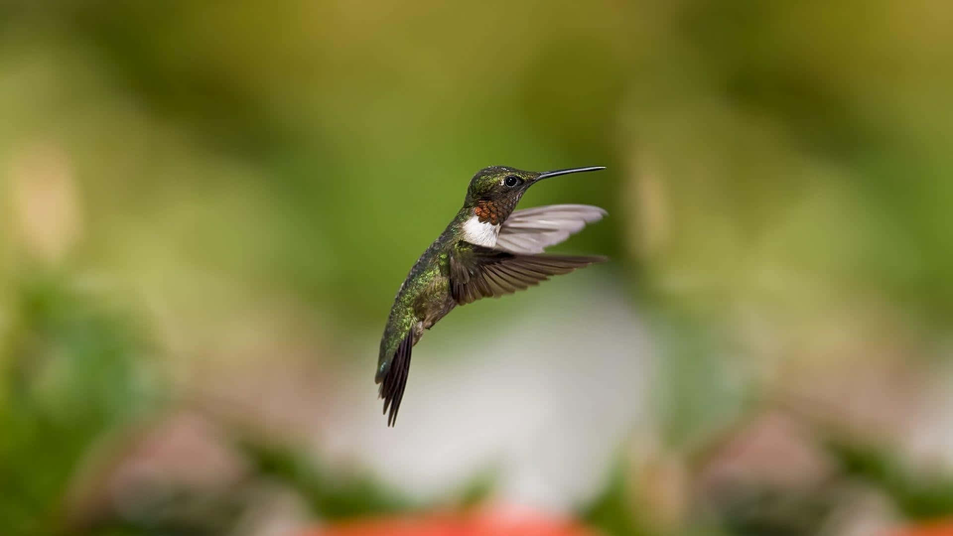 蜂鳥 桌布 壁紙 — 一隻蜂鳥在半空中盤旋，翅膀因運動而模糊，背景是柔和的綠色和橙色散景。