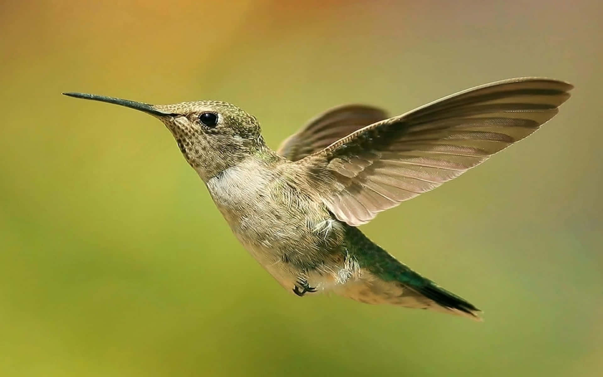 Female Hummingbird 桌布 壁紙 — 一隻蜂鳥在半空中盤旋，翅膀因運動而模糊，背景是柔和的綠色和黃色散景。