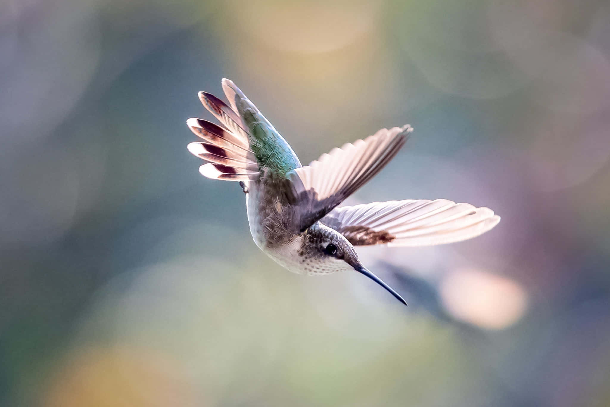 Female Hummingbird 桌布 壁紙 — 一隻蜂鳥在半空中盤旋，翅膀因運動而模糊，背景是柔和的散景。