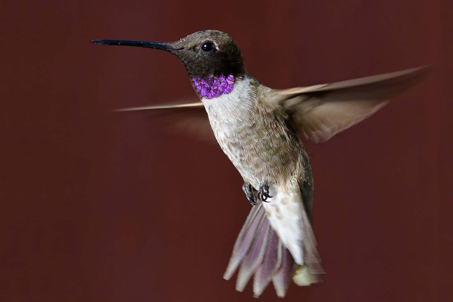 Female Hummingbird 桌布 壁紙 — 一隻蜂鳥在半空中盤旋，翅膀模糊，背景是深栗色，展示其虹彩紫色喉嚨。