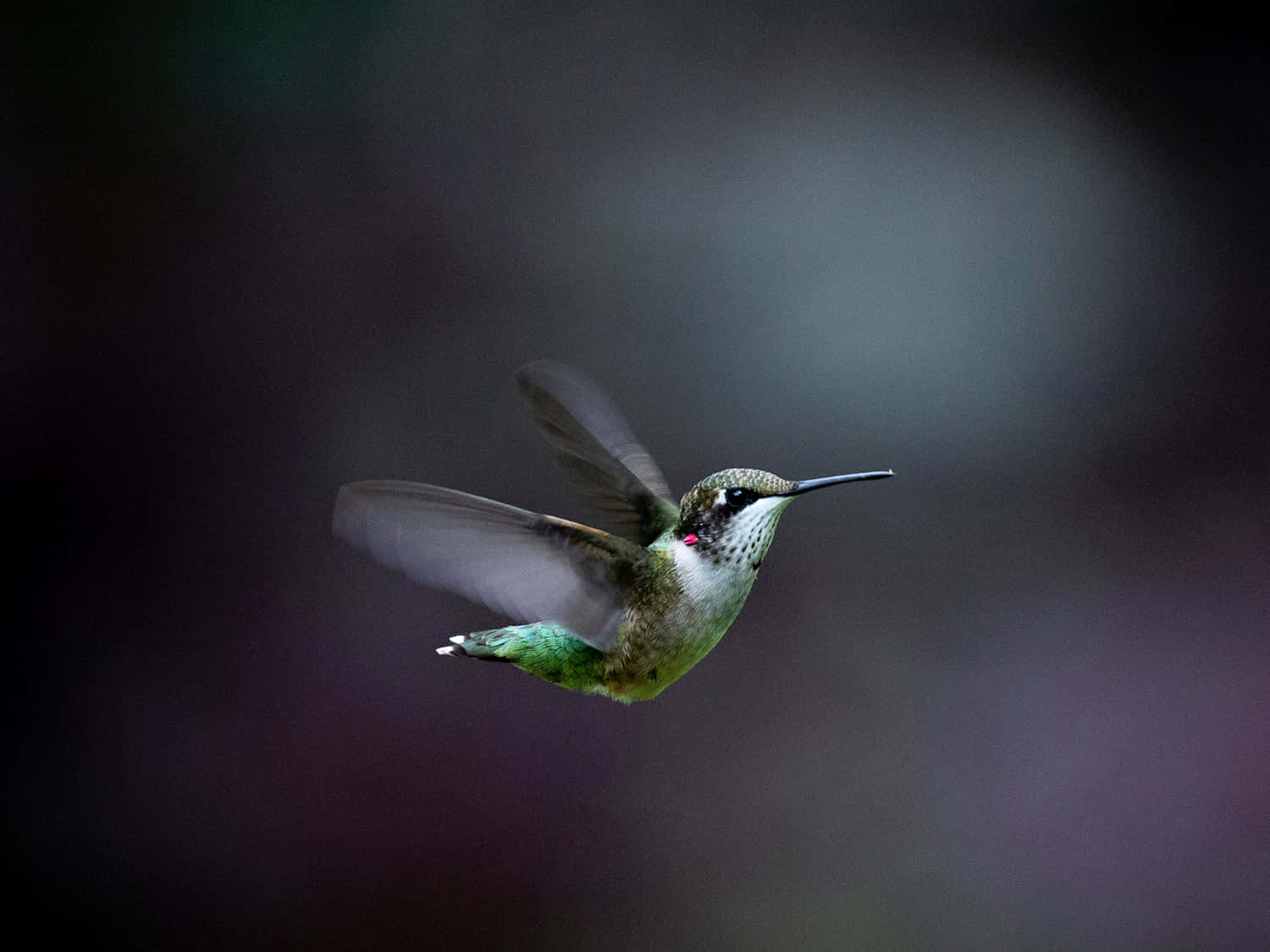 蜂鳥 桌布 壁紙 — 一隻蜂鳥在半空中盤旋，翅膀模糊，背景柔和黑暗。
