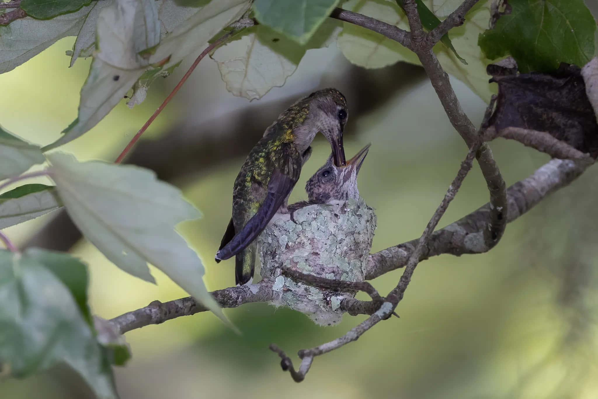 Hummingbird Nest 桌布 壁紙 — 一隻蜂鳥在樹枝上綠葉間的苔蘚巢穴中餵養雛鳥。