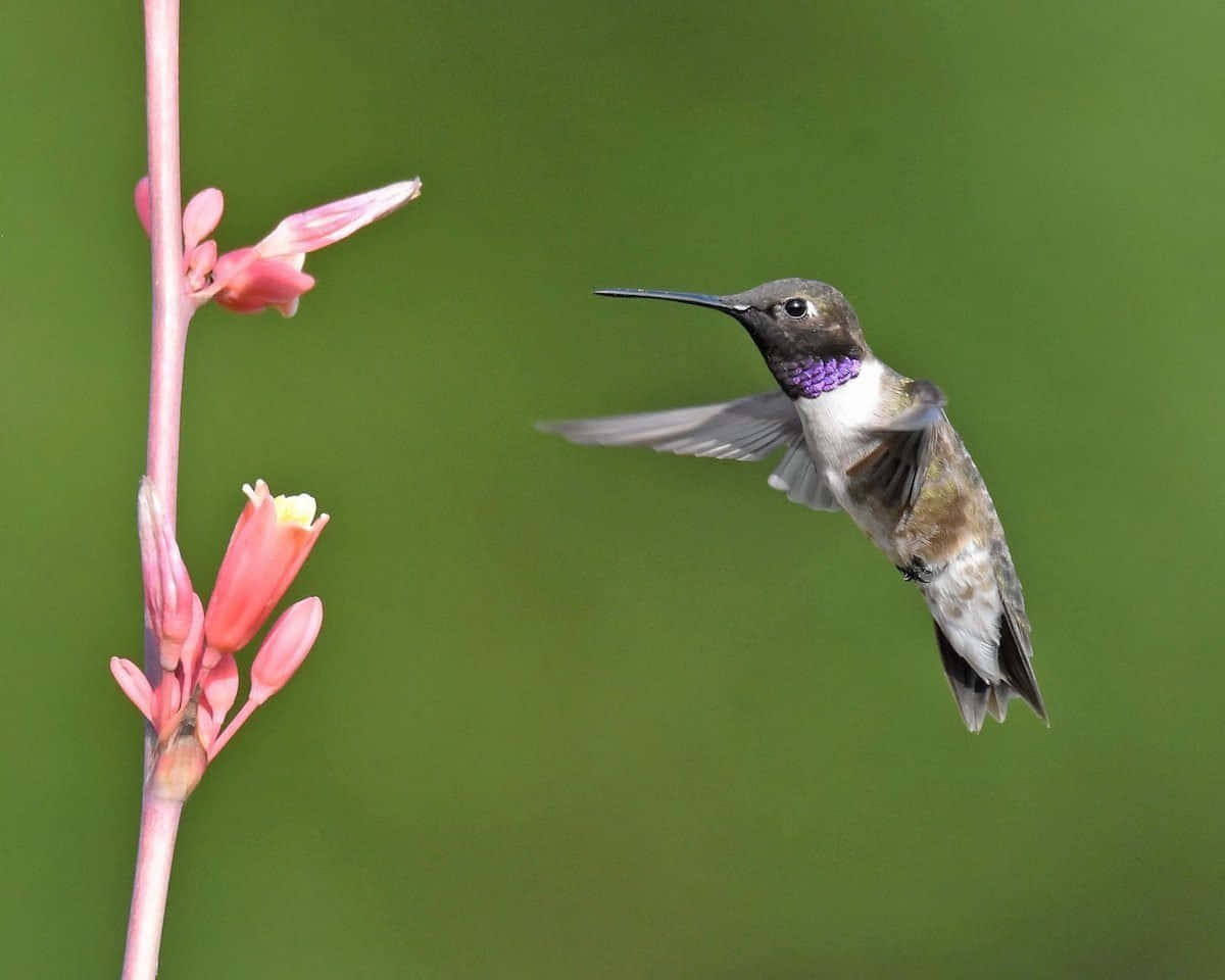 Female Hummingbird 桌布 壁紙 — 一隻蜂鳥在空中盤旋，翅膀因運動而模糊，靠近一根粉紅色的花莖，背景是柔和的綠色。