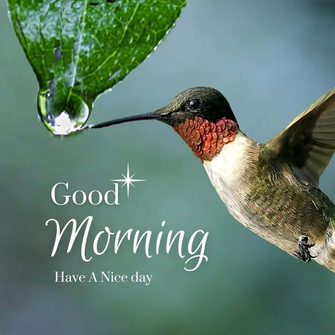 Good Morning 桌布 壁紙 — 一隻蜂鳥在綠色葉片上的露珠附近盤旋，帶有「早安」文字。