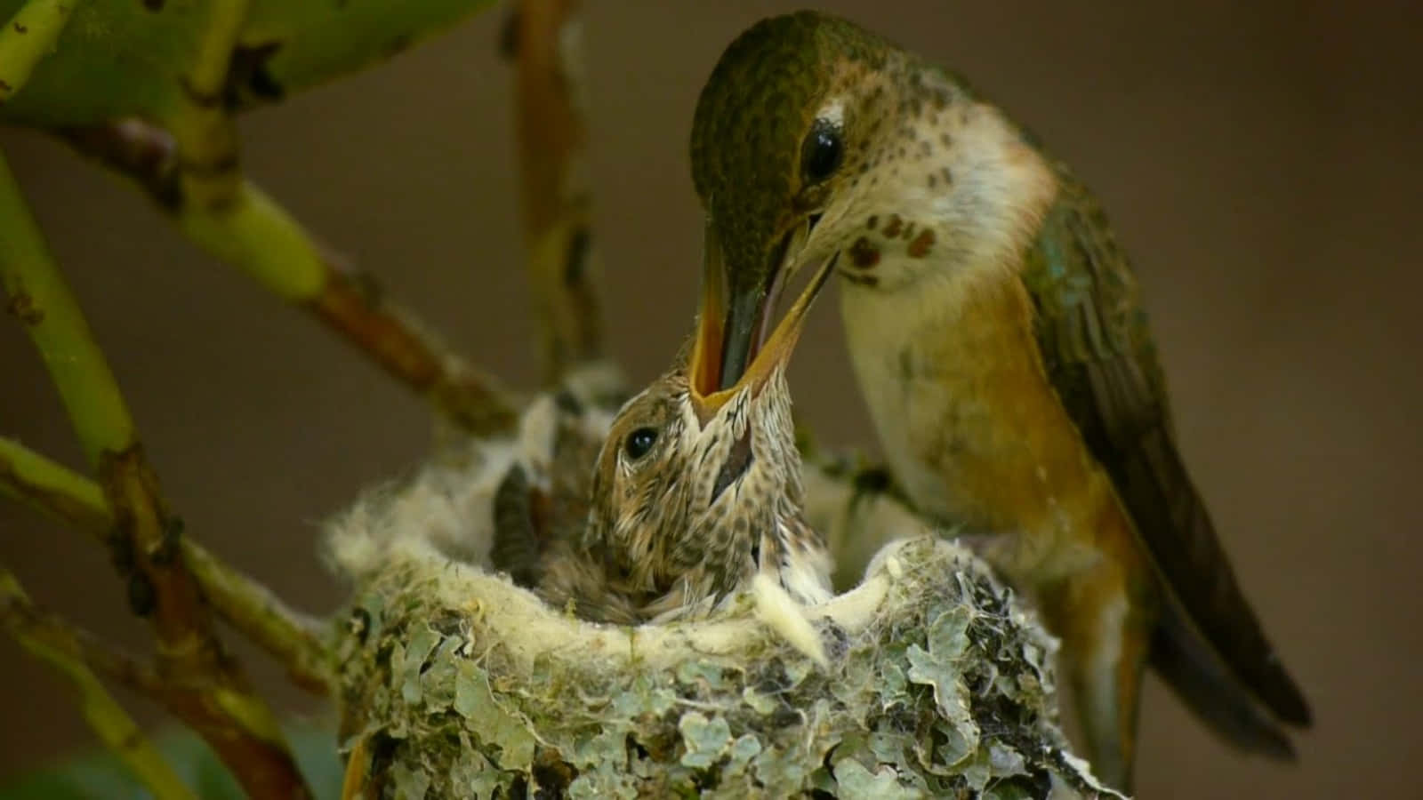 Nest 桌布 壁紙 — 一隻蜂鳥在翠綠樹枝間的精緻苔蘚巢穴中餵養雛鳥。