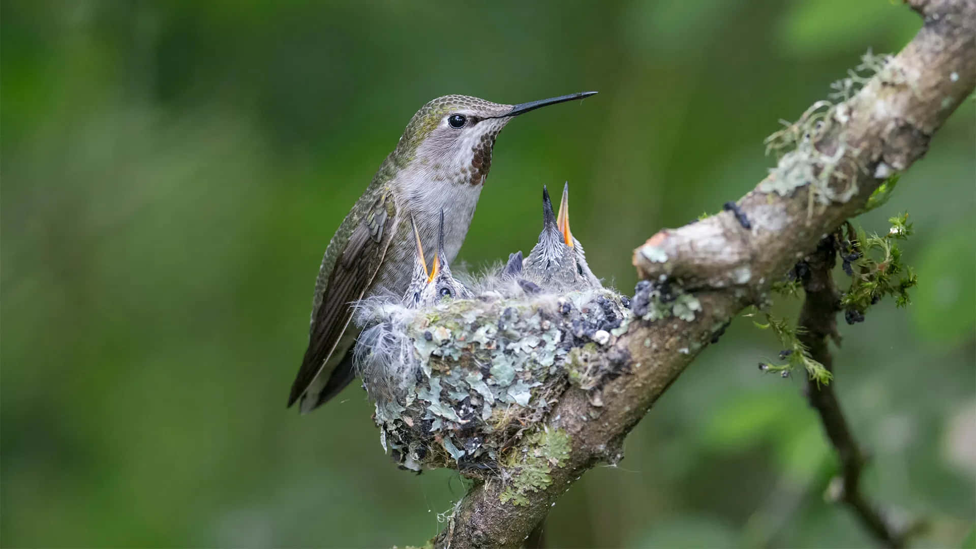 Hummingbird Nest 桌布 壁紙 — 一隻蜂鳥在長滿苔蘚的巢中餵養雛鳥，巢穴棲息在長滿地衣的樹枝上，背景是柔和的綠色。