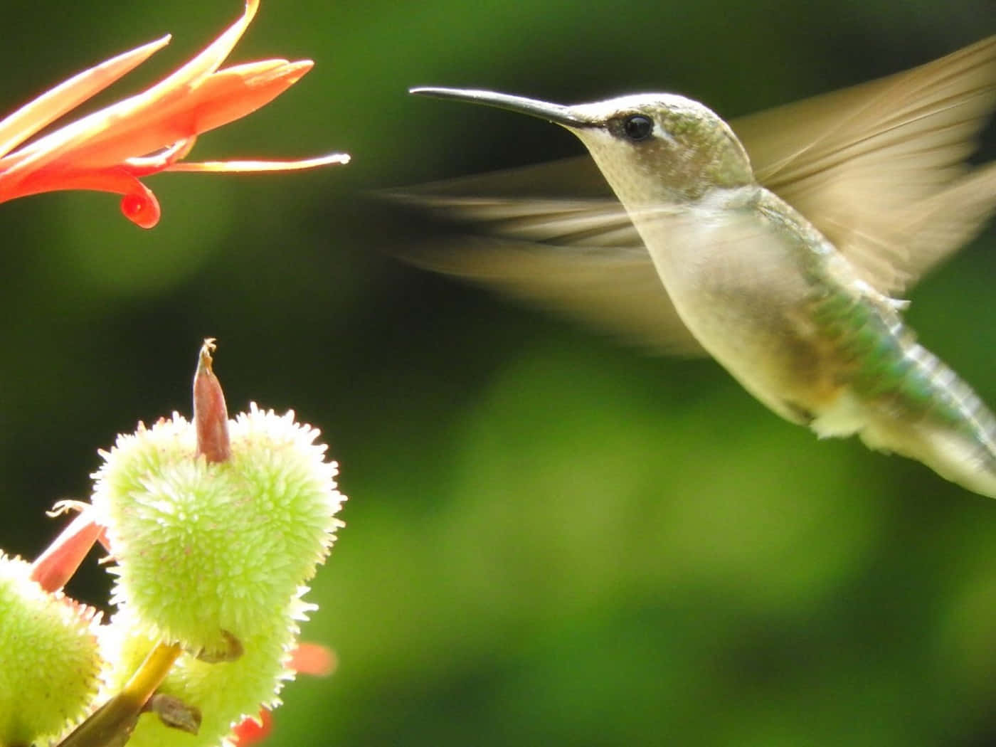 Female Hummingbird 桌布 壁紙 — 一隻蜂鳥在鮮豔的橙色和綠色花朵附近盤旋，背景是柔和的綠色。