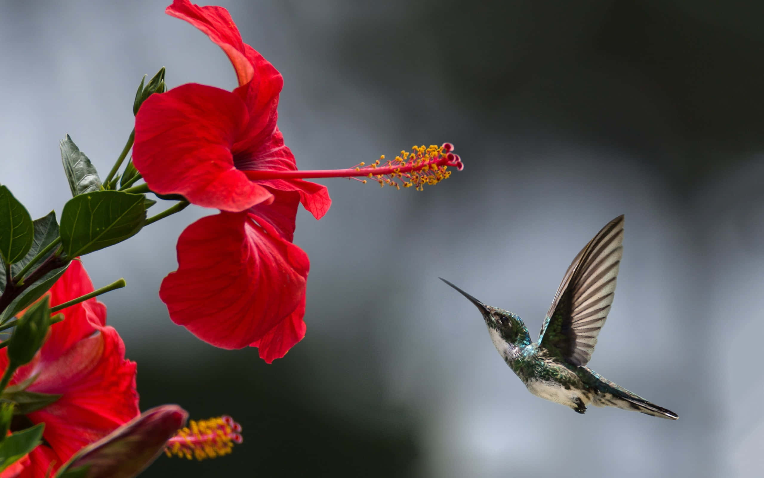 Female Hummingbird 桌布 壁紙 — 一隻蜂鳥在鮮豔的紅色木槿花附近盤旋，背景是模糊的自然景色。