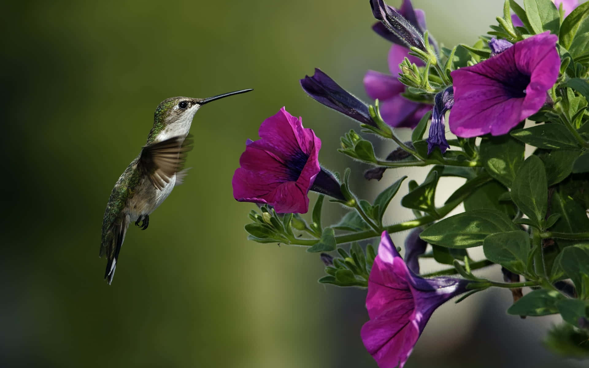 Female Hummingbird 桌布 壁紙 — 一隻蜂鳥在鮮豔的紫色矮牽牛花和茂盛綠葉附近半空中盤旋，背景柔和模糊。