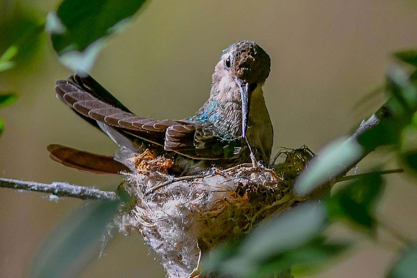 Hummingbird Nest 桌布 壁紙 — 一隻蜂鳥棲息在它細小的編織巢中，巢穴隱藏在陽光普照的森林裏柔軟的綠葉之間。