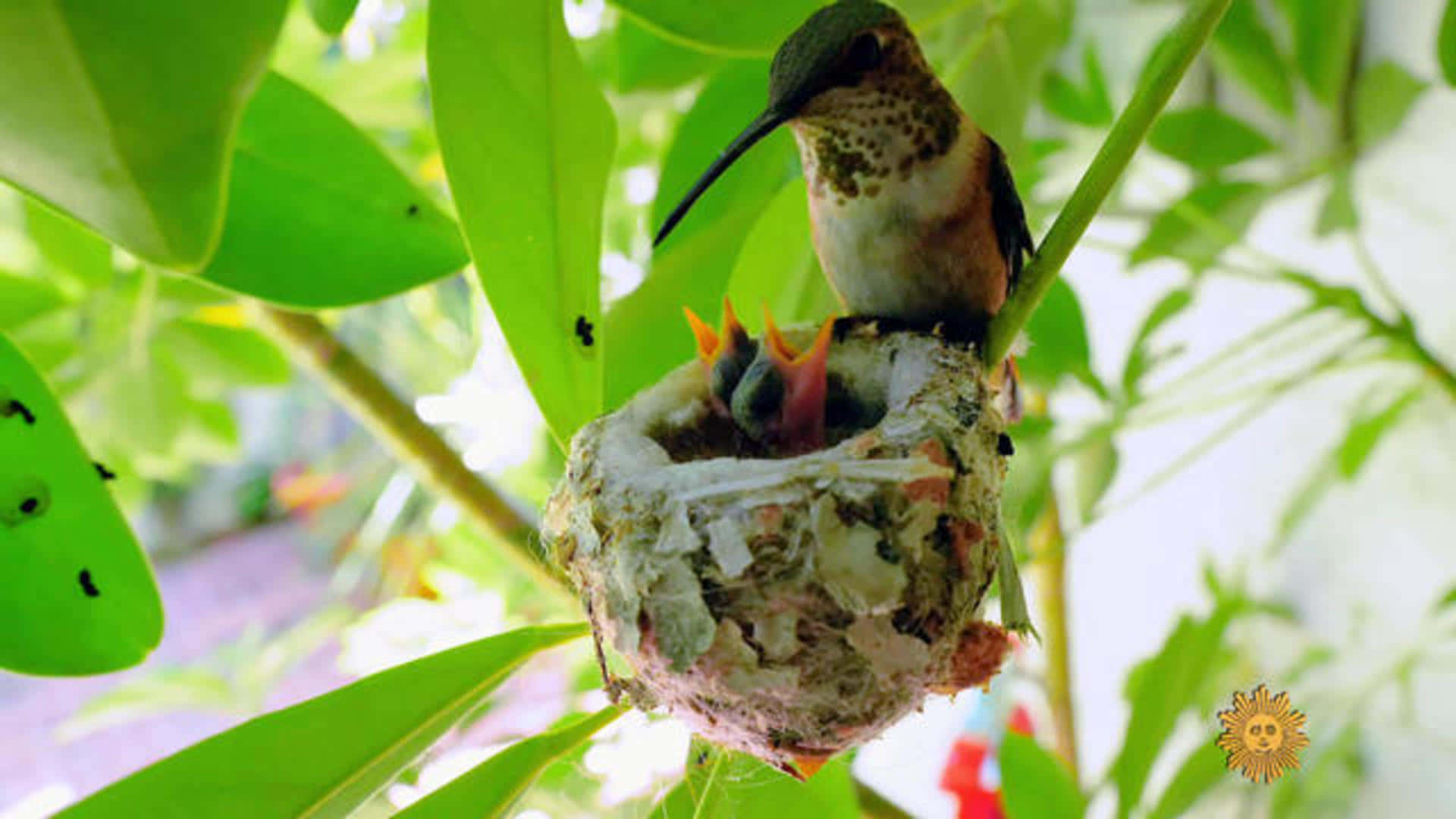 Hummingbird Nest 桌布 壁紙 — 一隻蜂鳥棲息在巢中，懷抱著張開小嘴的雛鳥，四周是茂密的綠葉。