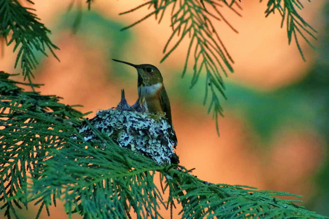 Hummingbird Nest 桌布 壁紙 — 一隻蜂鳥棲息在長滿苔蘚的巢中，巢穴 nestled 在鮮綠的松針之間，背景溫暖而模糊。