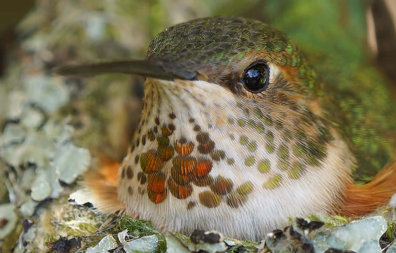 Hummingbird Nest 桌布 壁紙 — 一隻蜂鳥的近距離特寫，擁有彩虹色綠色羽毛和橙色斑點喉嚨，棲息在長滿苔蘚的樹皮上。