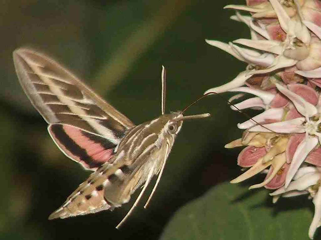 moth 桌布 壁紙 — 一隻蜂鳥蛾在柔焦中徘徊於一朵粉白相間、花瓣細緻、綠葉襯托的花朵附近。