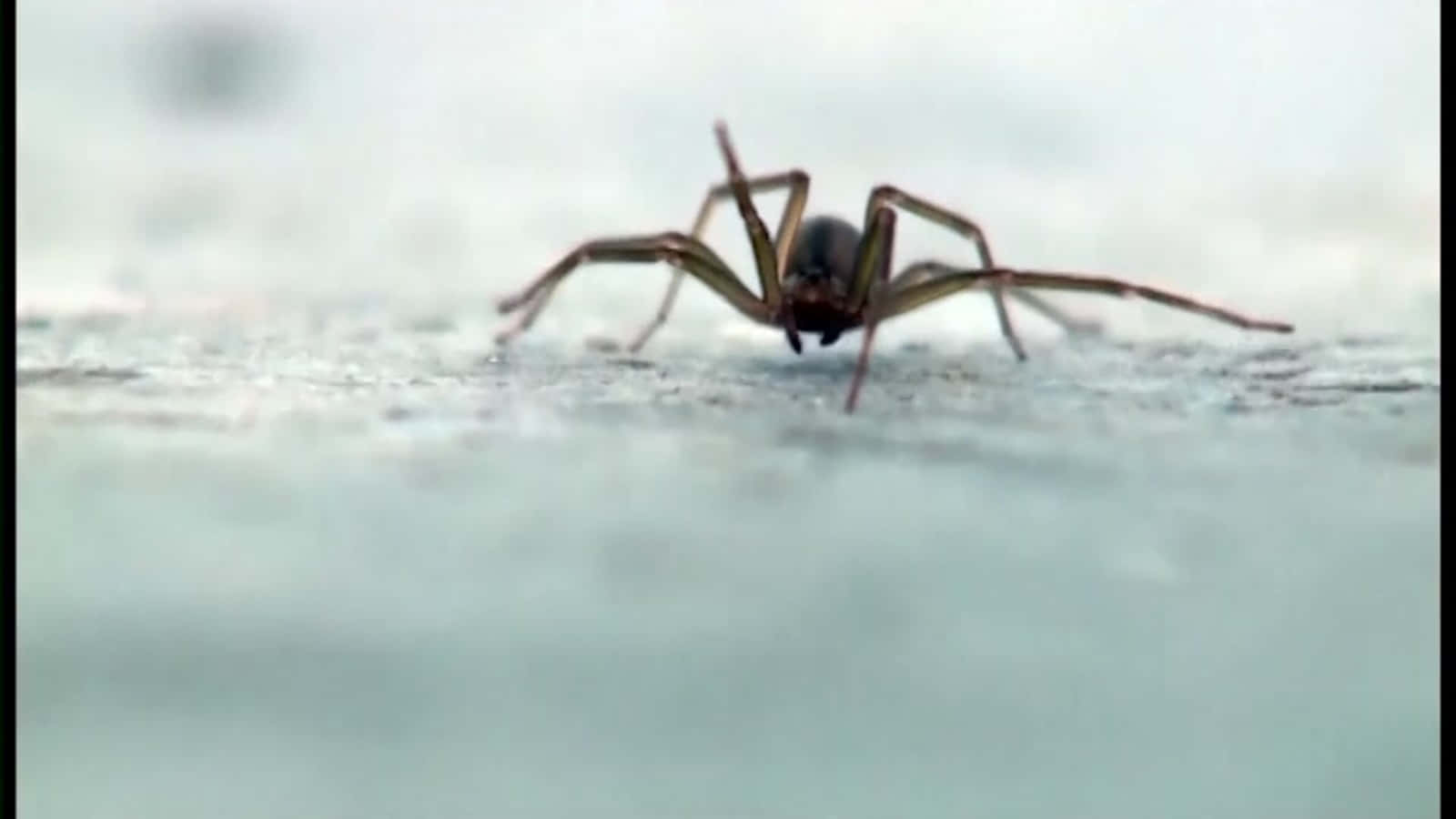 Brown Recluse Spider 桌布 壁紙 — 一隻蜘蛛在有紋理的表面上爬行的特寫微距鏡頭，景深較淺。
