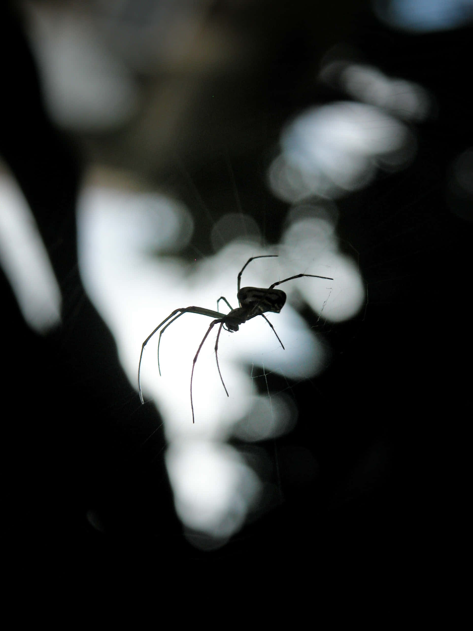 Spider 桌布 壁紙 — 一隻蜘蛛在柔和散景光線下形成剪影，在黑暗背景中靜止不動地懸掛在其錯綜複雜的蜘蛛網上。