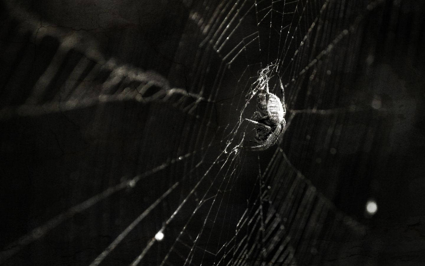 Spider 桌布 壁紙 — 一隻蜘蛛在柔和的燈光照射下，棲息於精緻蜘蛛網的中心，背景是黑暗模糊的。