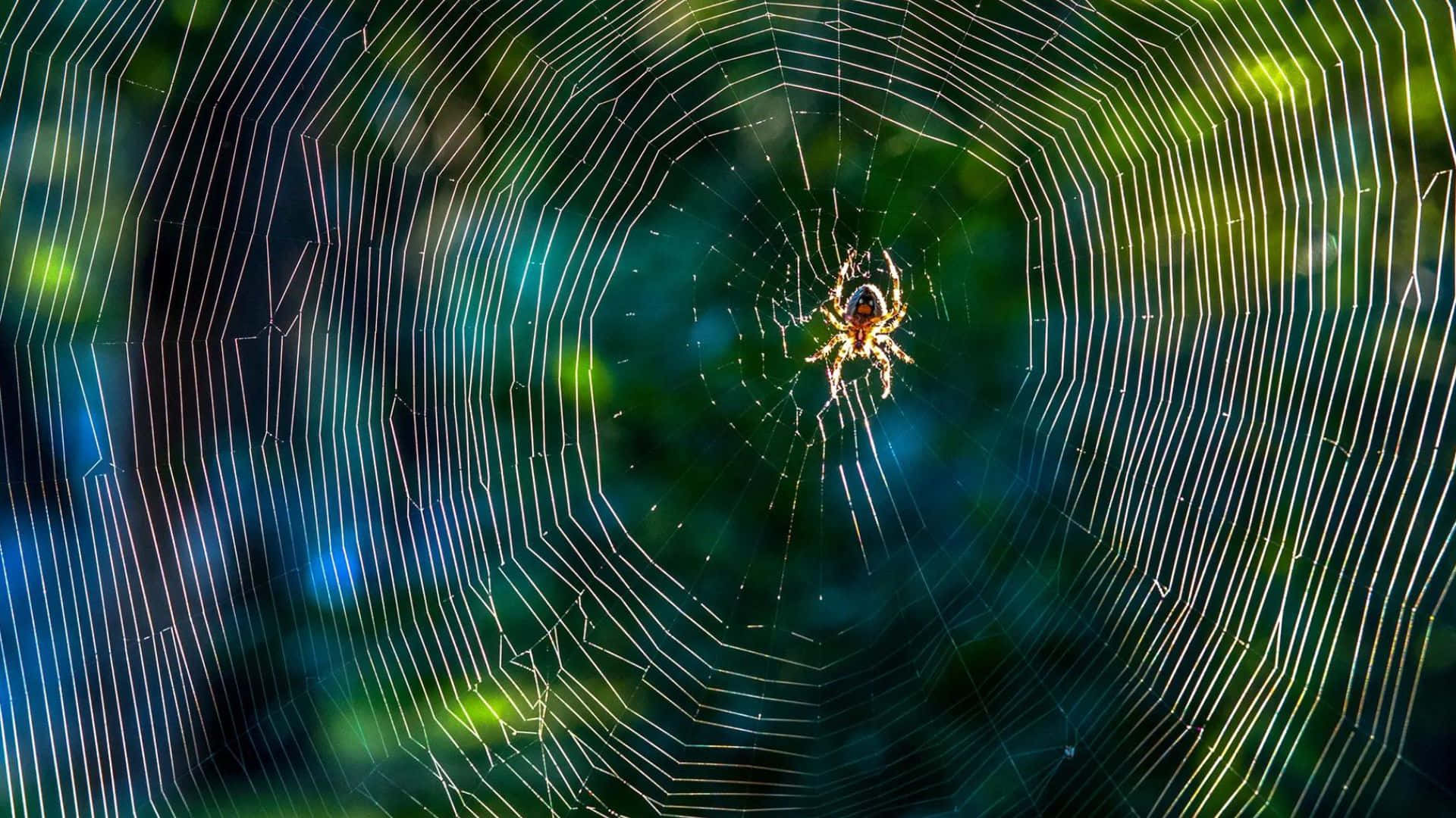 Brown Recluse Spider 桌布 壁紙 — 一隻蜘蛛在發光的蜘蛛網中心休息，背景是模糊的綠色和藍色森林。
