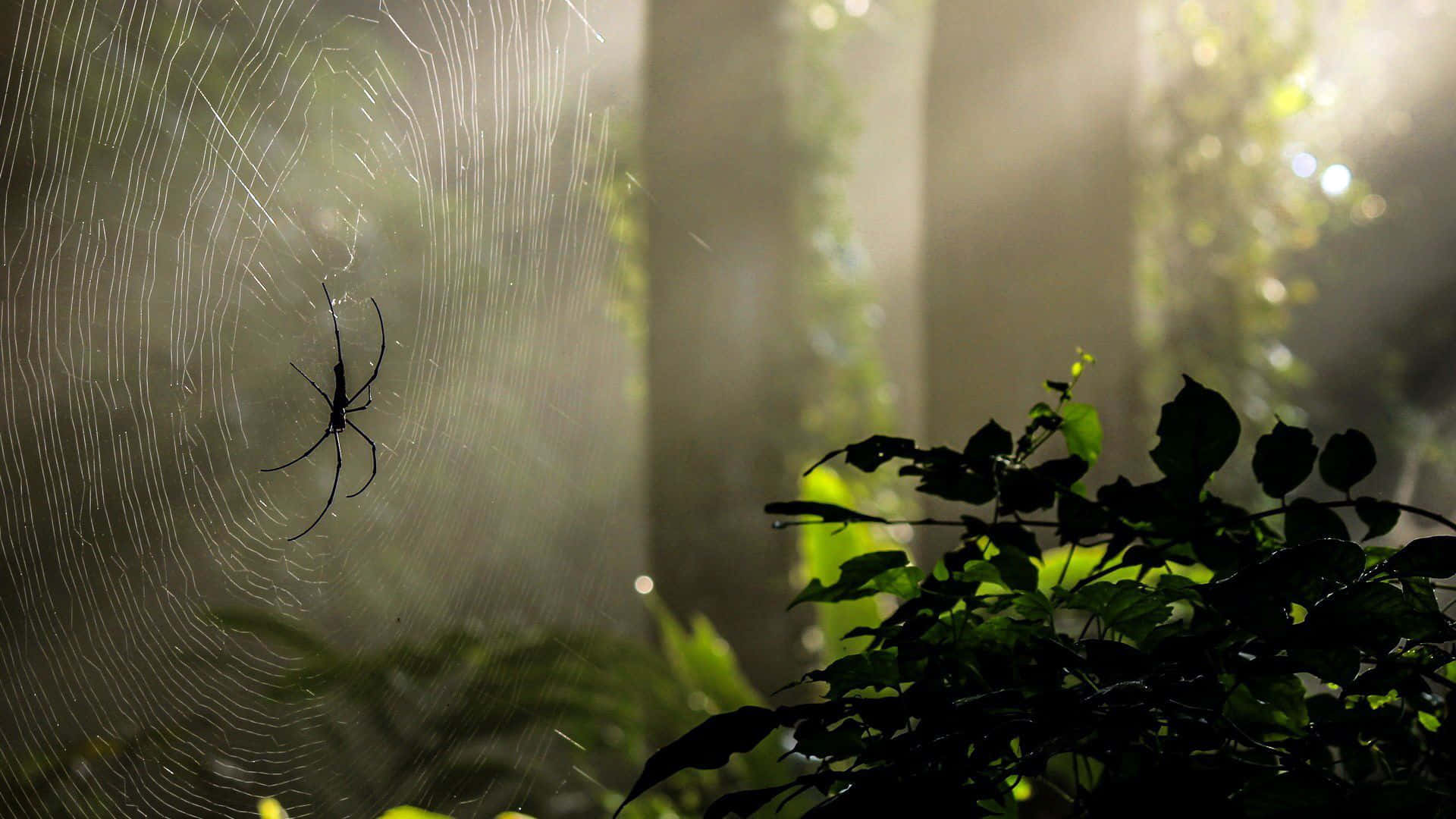 Spider Web 桌布 壁紙 — 一隻蜘蛛在錯綜複雜的蜘蛛網上形成剪影，在穿過迷霧森林的斑駁陽光中閃閃發光。