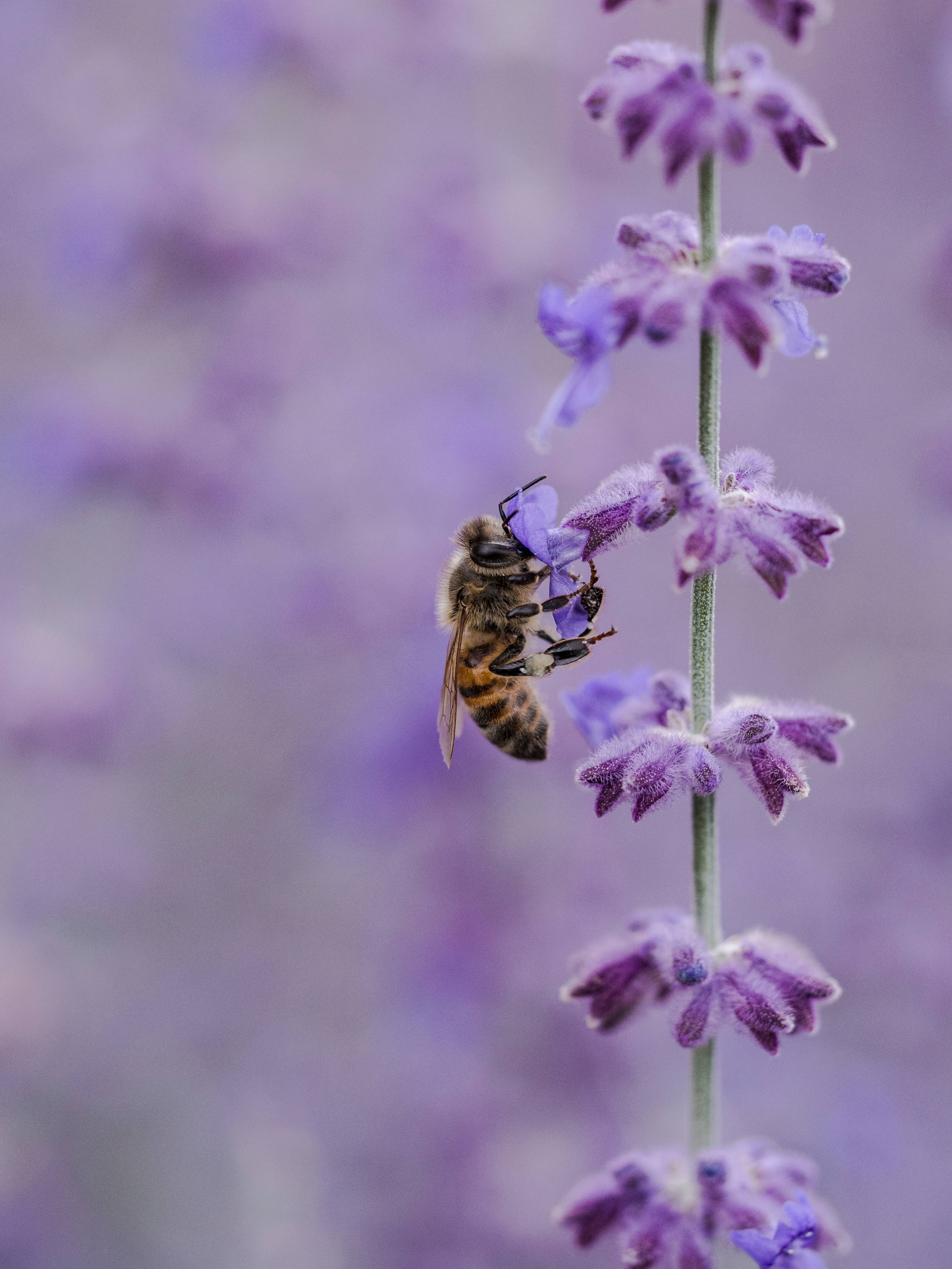 Lavender 桌布 壁紙 — 一隻蜜蜂優雅地停在一朵鮮豔的紫色薰衣草花上，背景是柔和模糊的花卉。