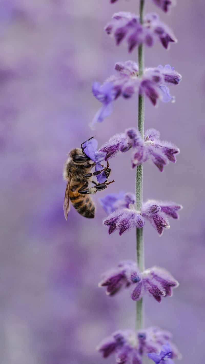 bees 桌布 壁紙 — 一隻蜜蜂優雅地棲息在薰衣草花穗上，背景是柔和的紫色模糊效果。